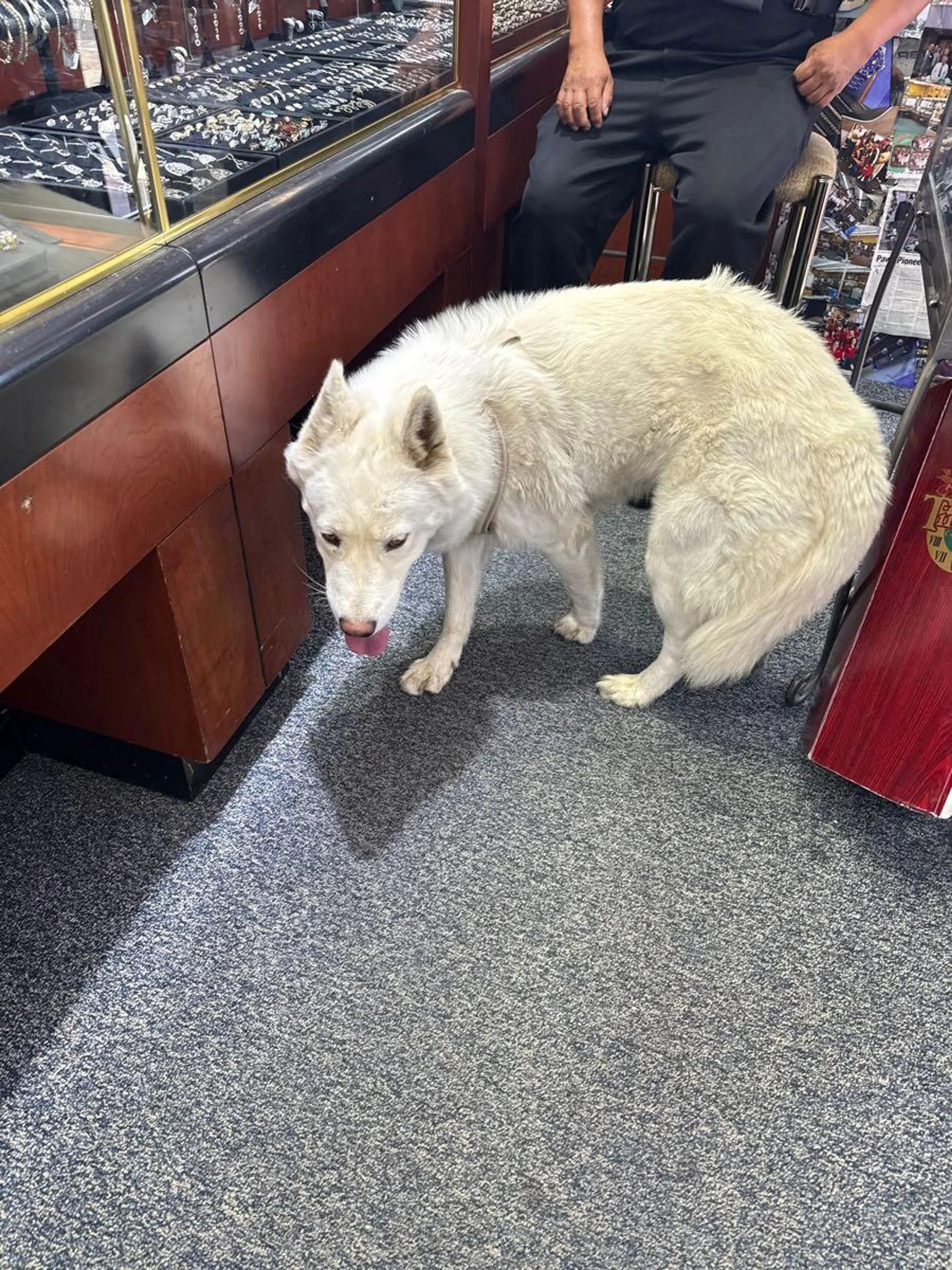 Found pet