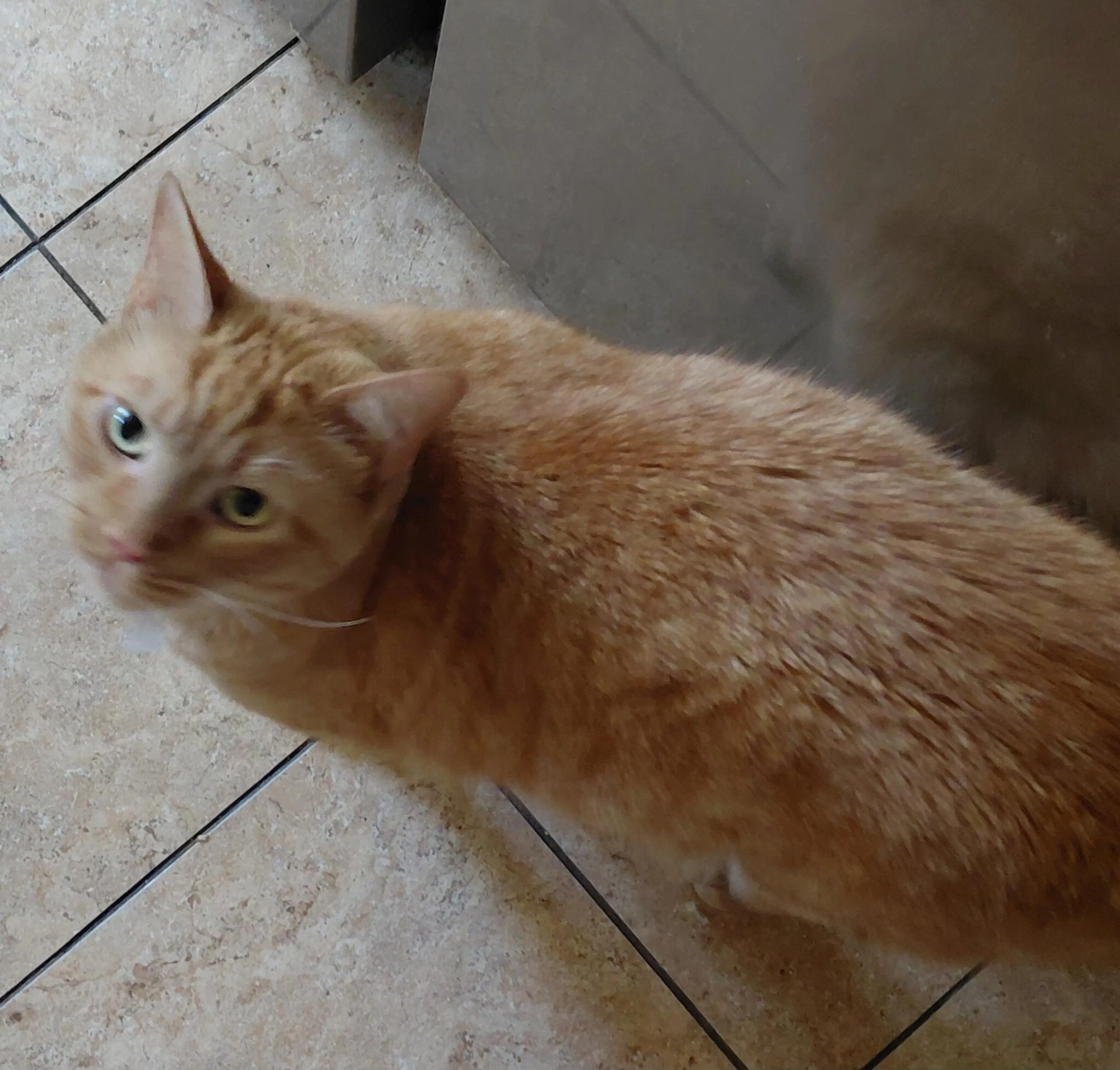 Lost pet
