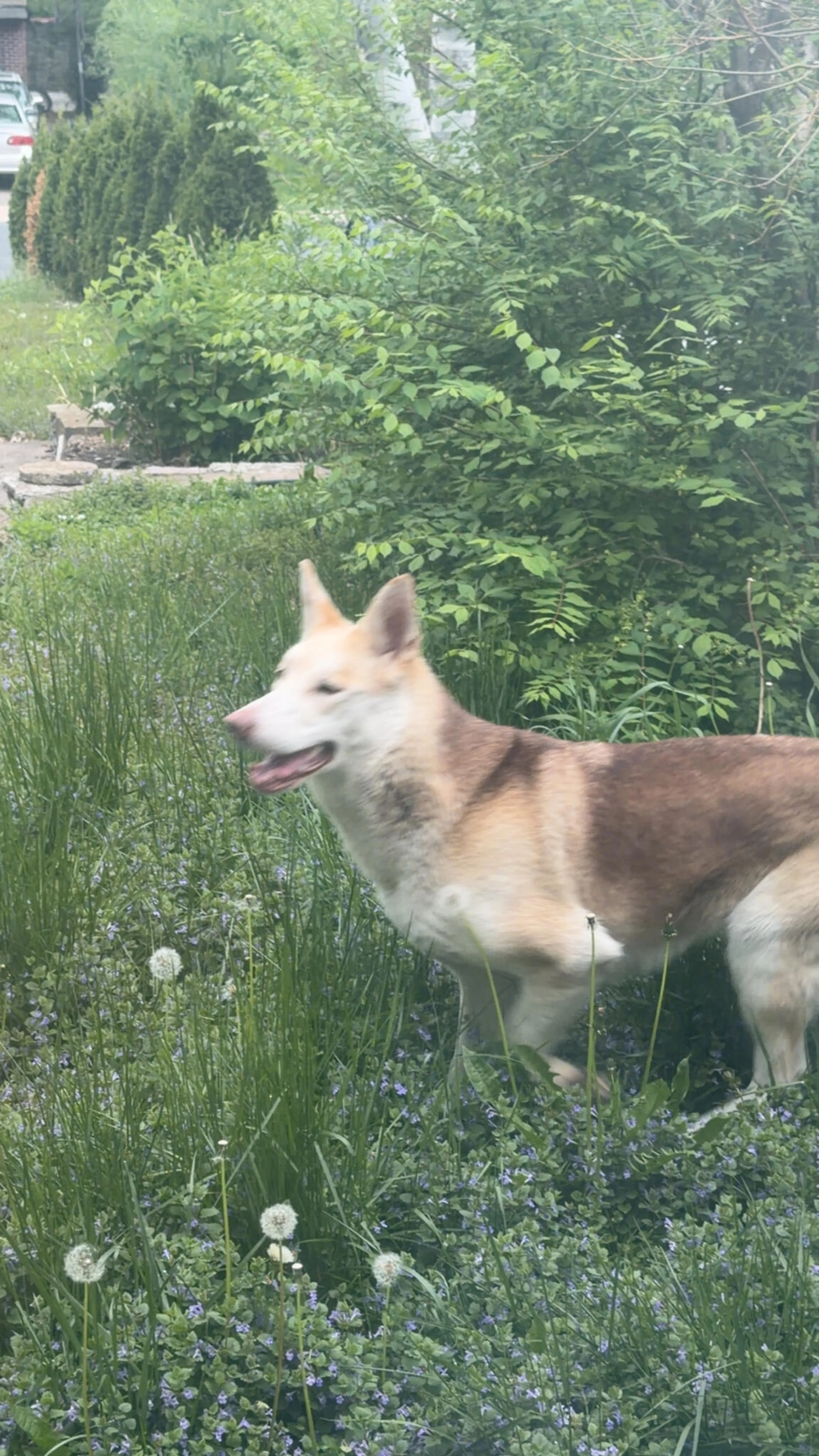 Found pet