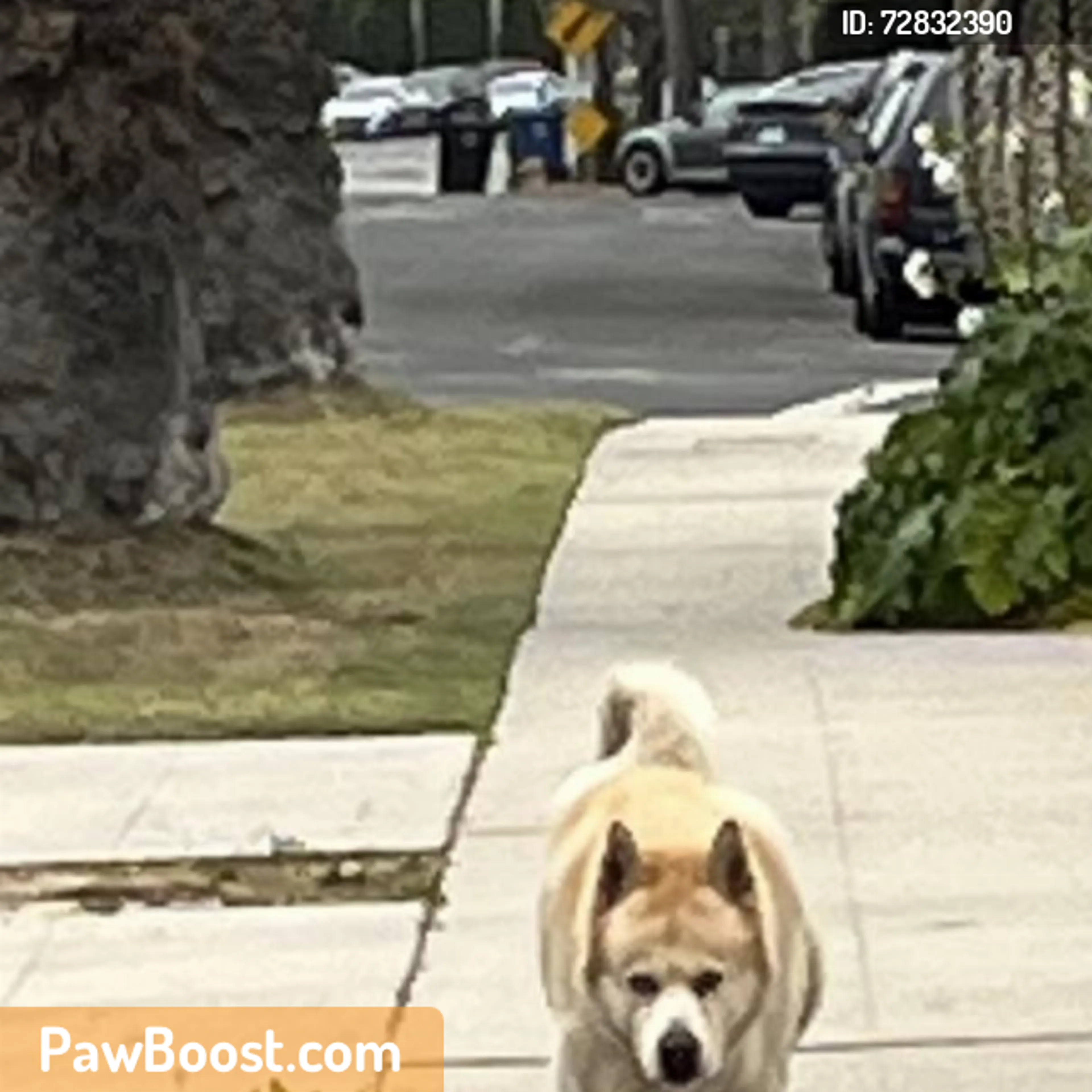 Found pet