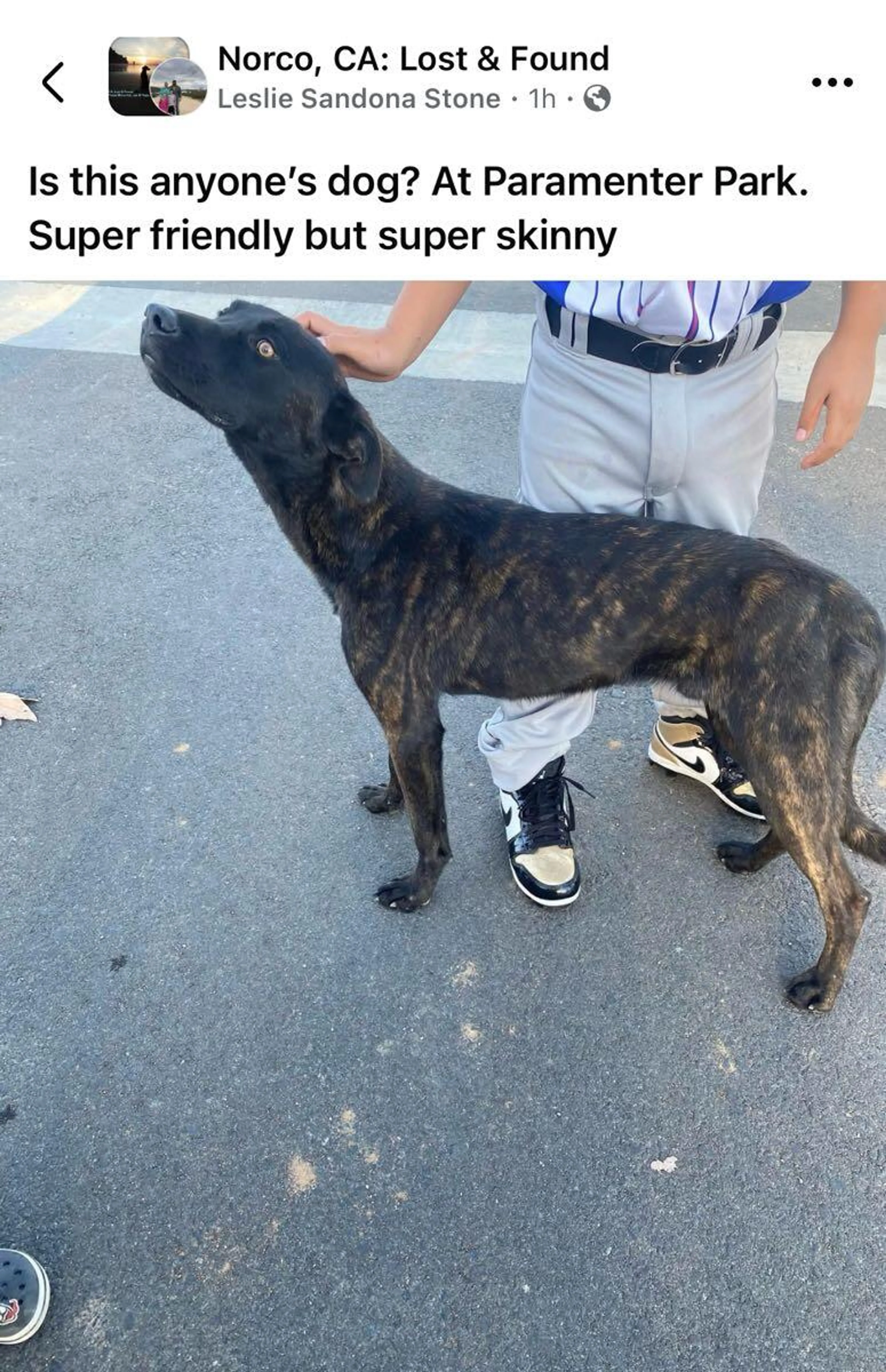 Found pet
