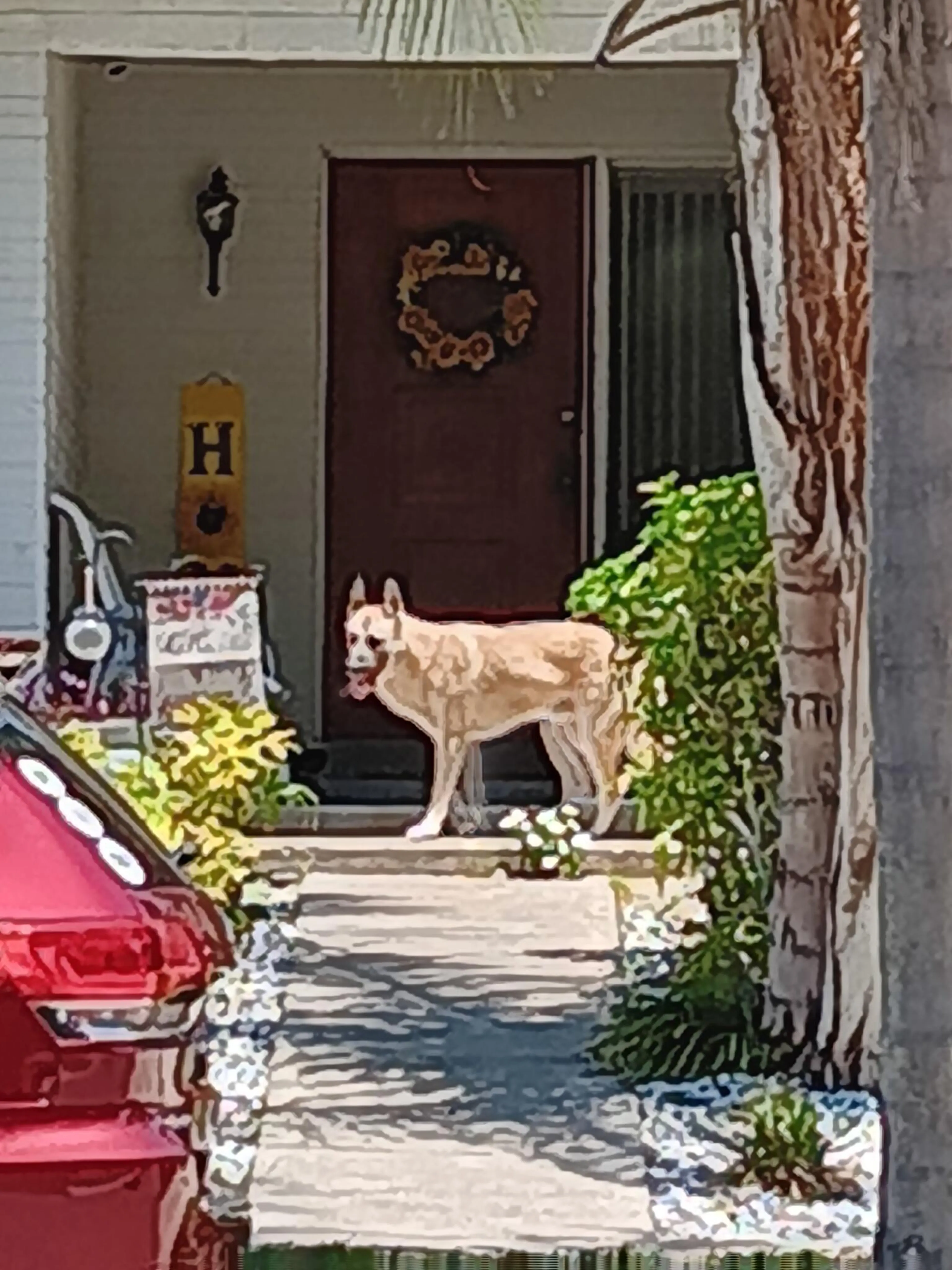 Found pet