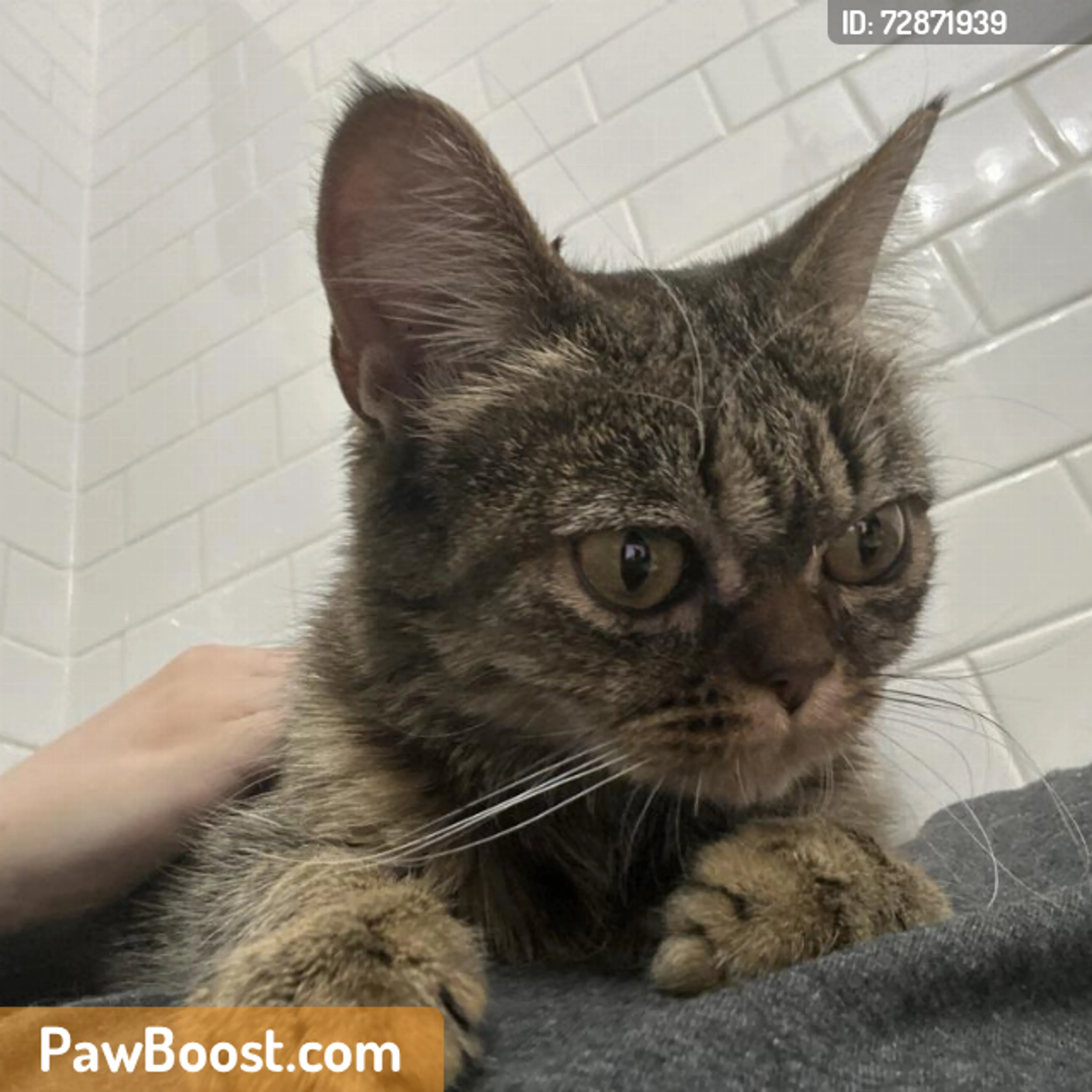 Found pet