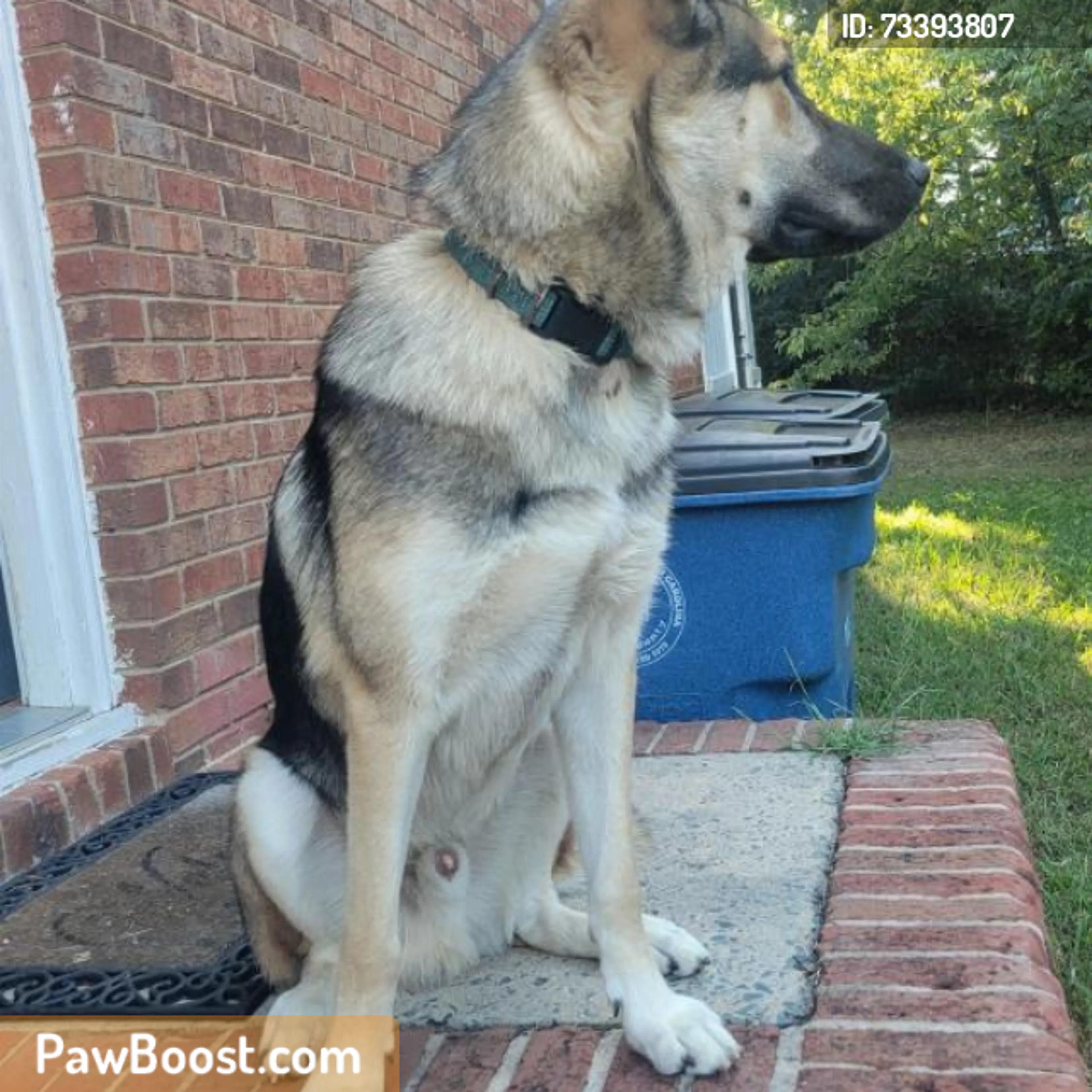 cdn image