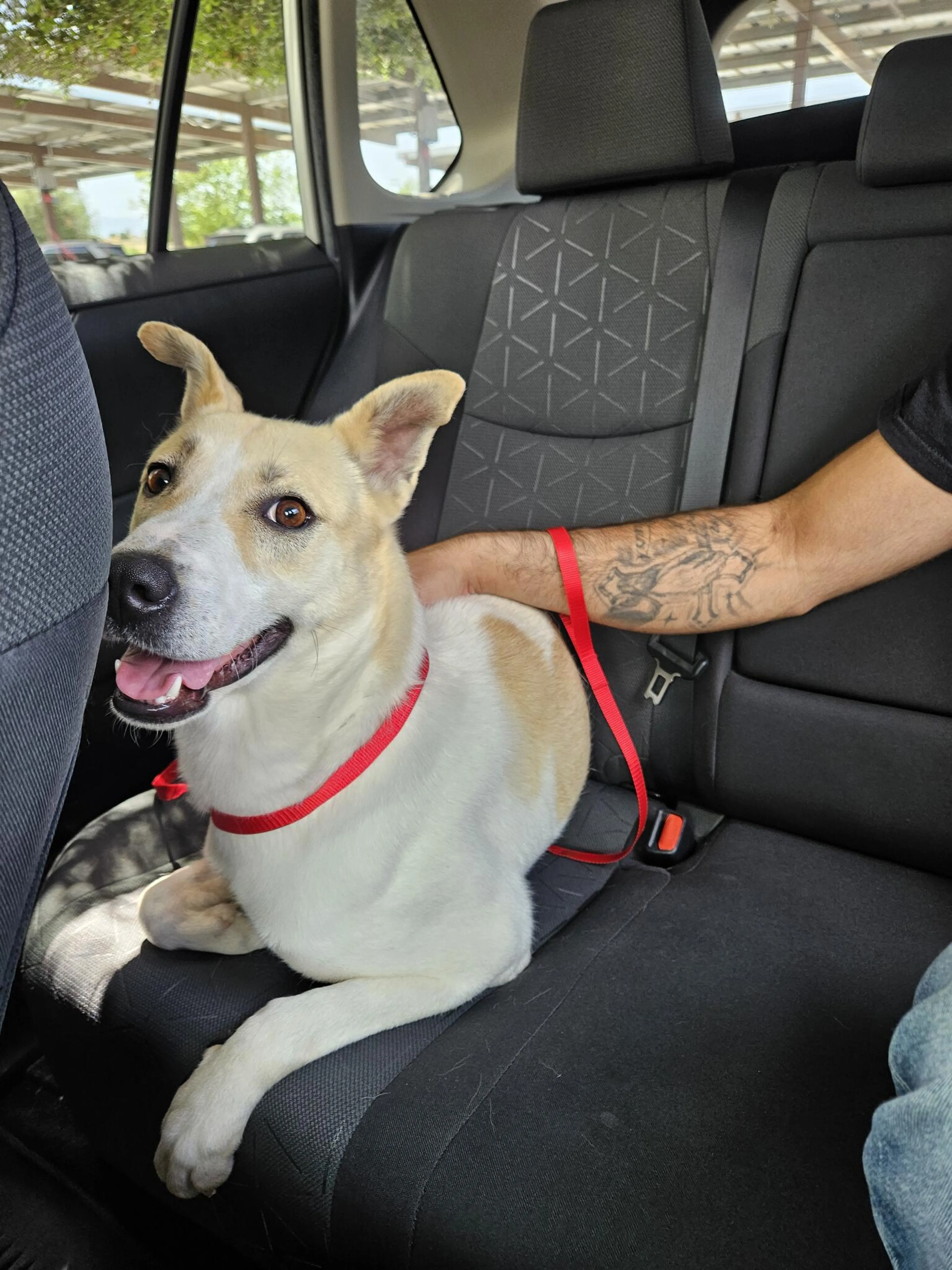 Lost pet