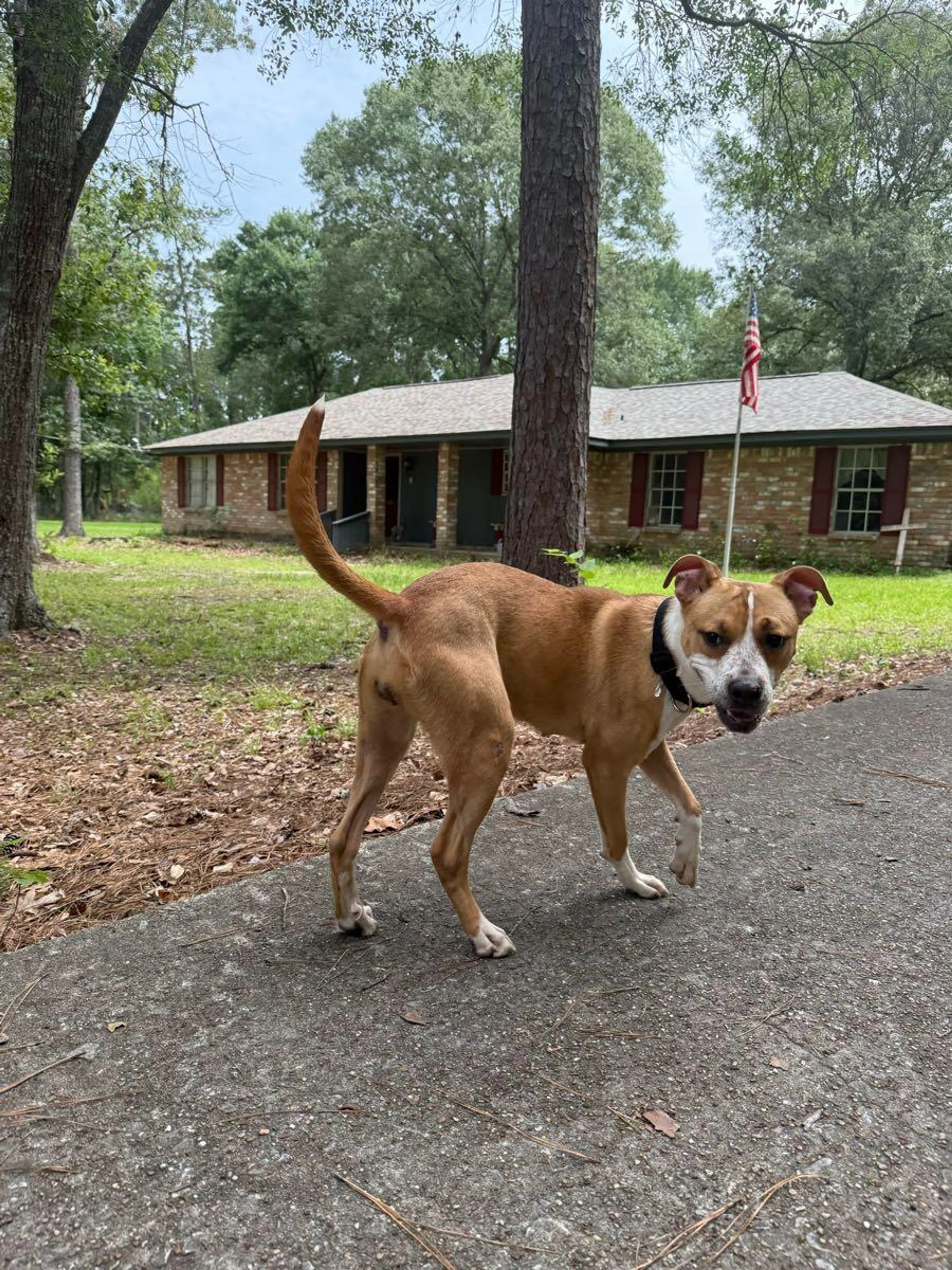 Found pet