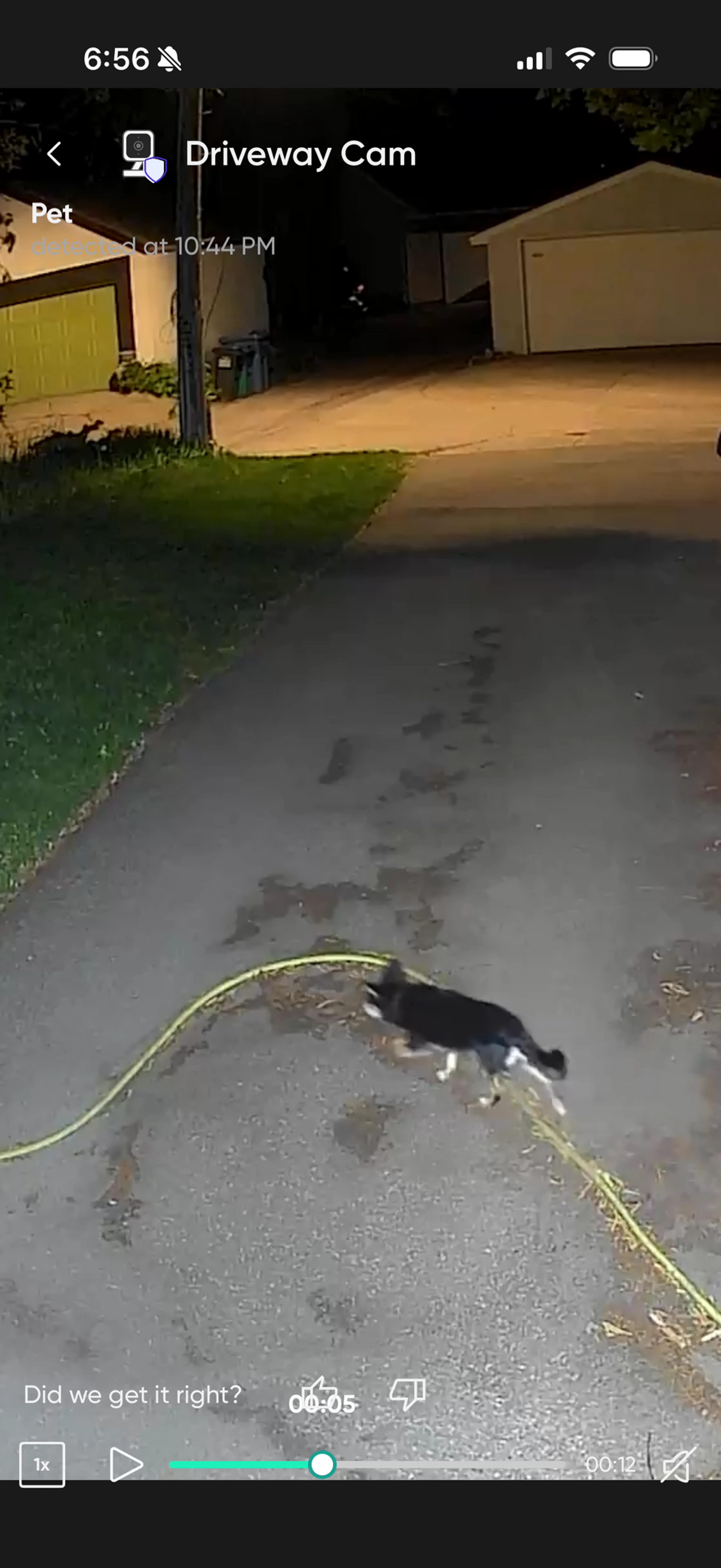 Found pet