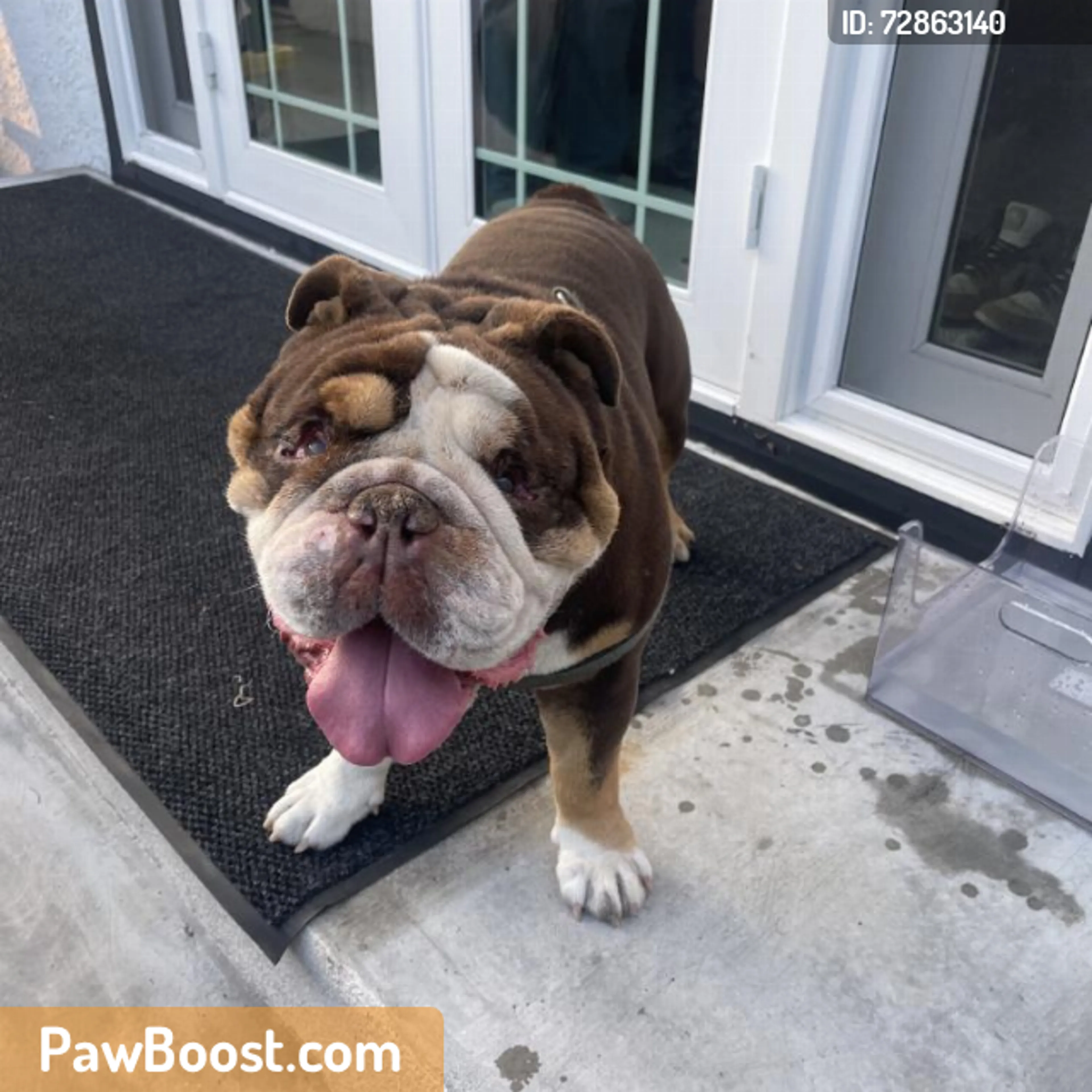 Found pet
