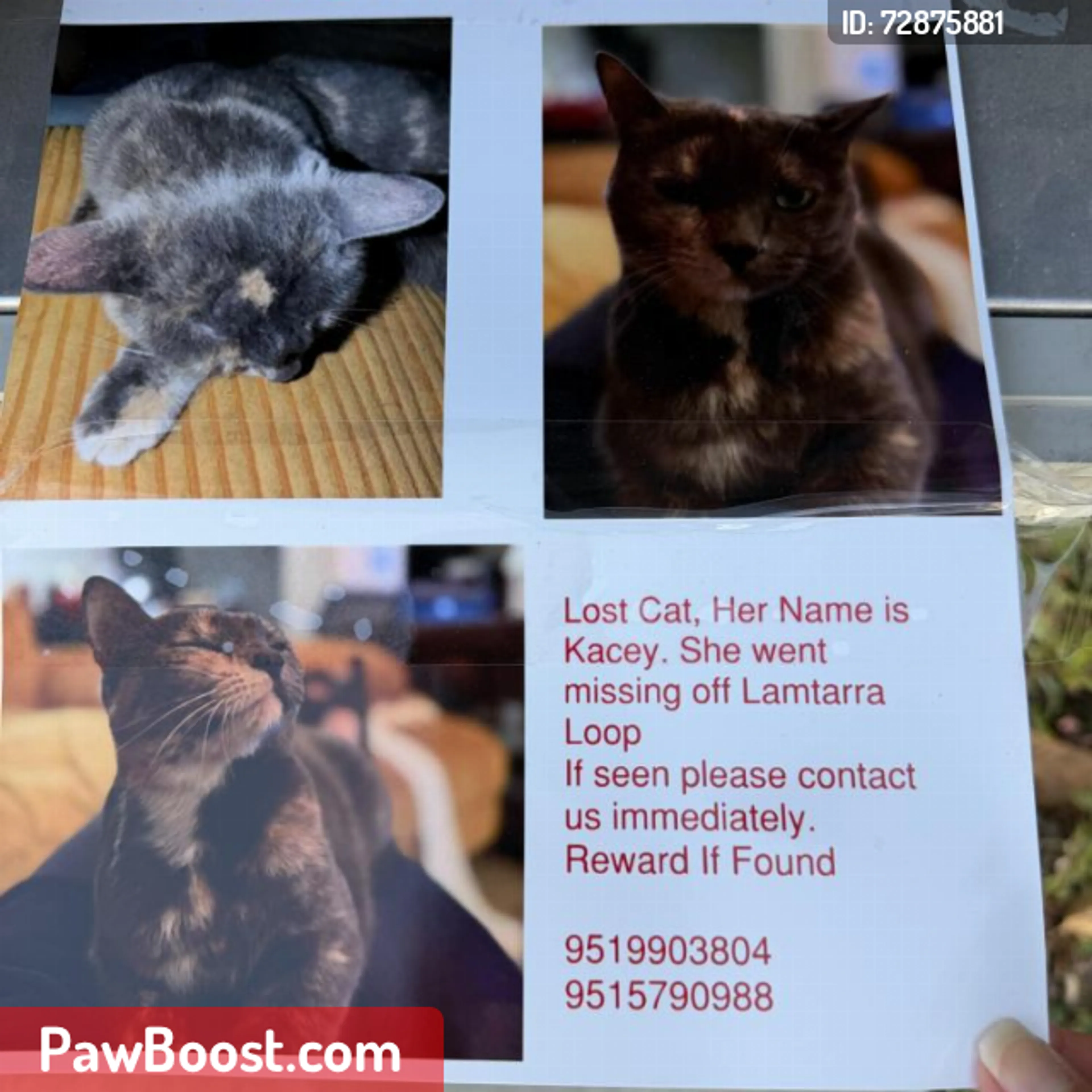 Lost pet