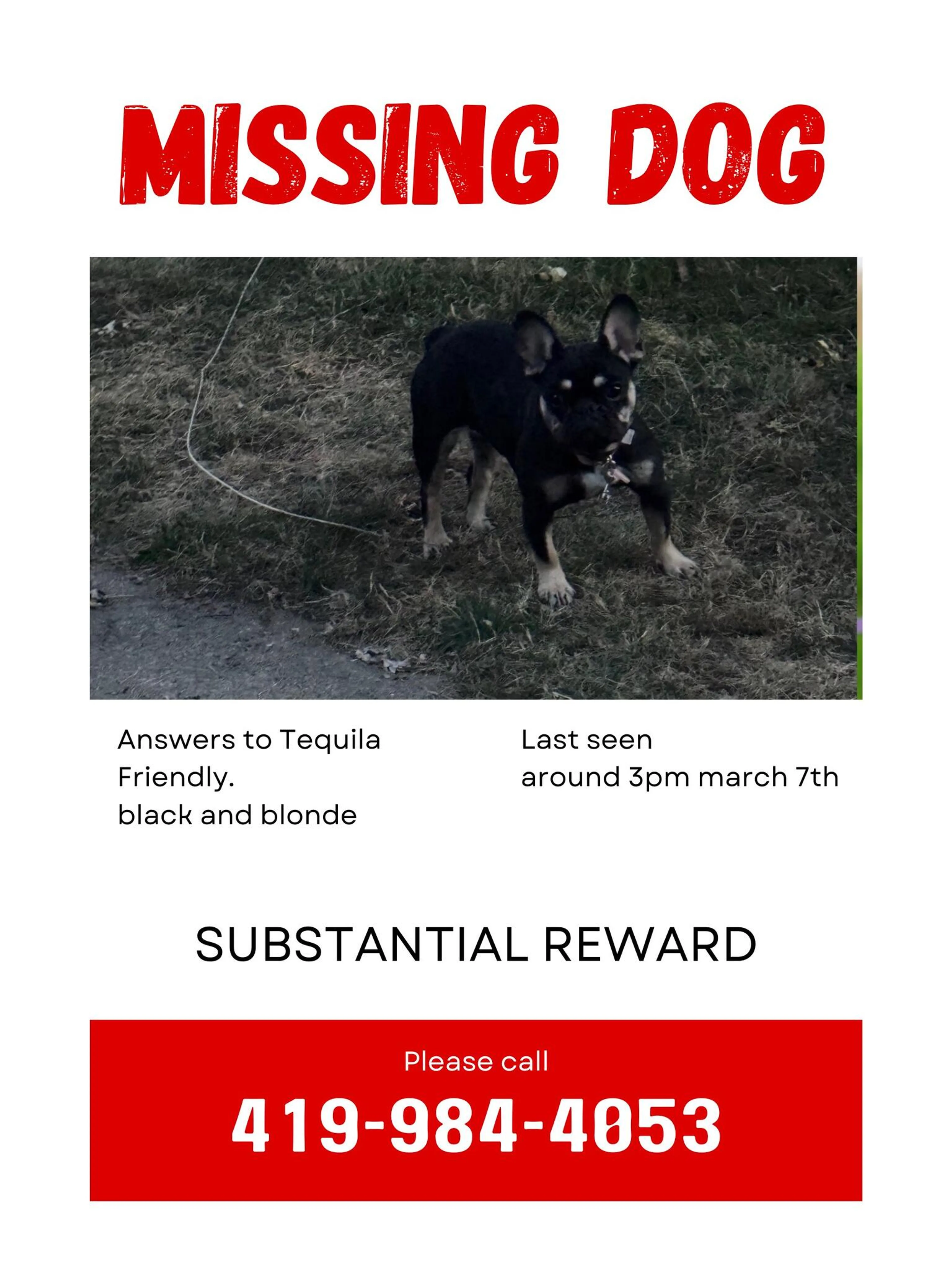 Lost pet