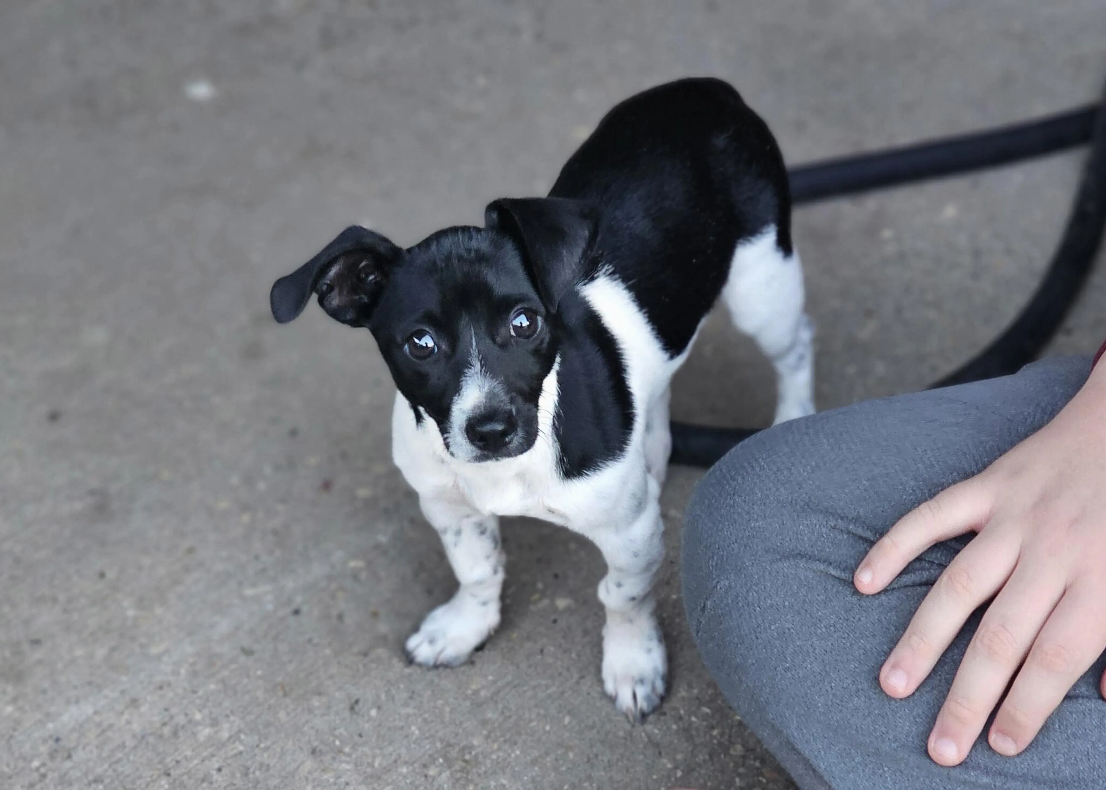 Found pet