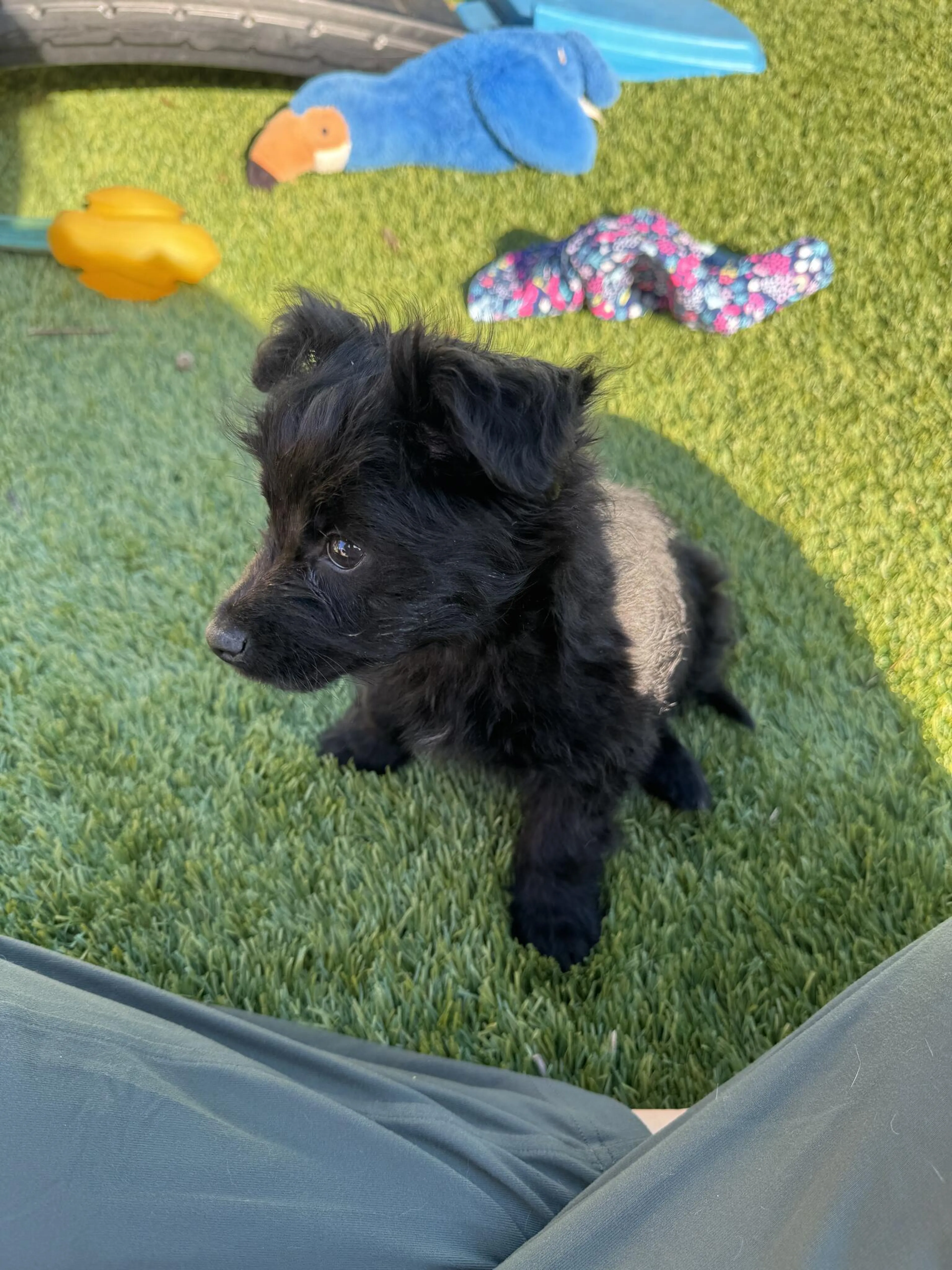 Lost pet