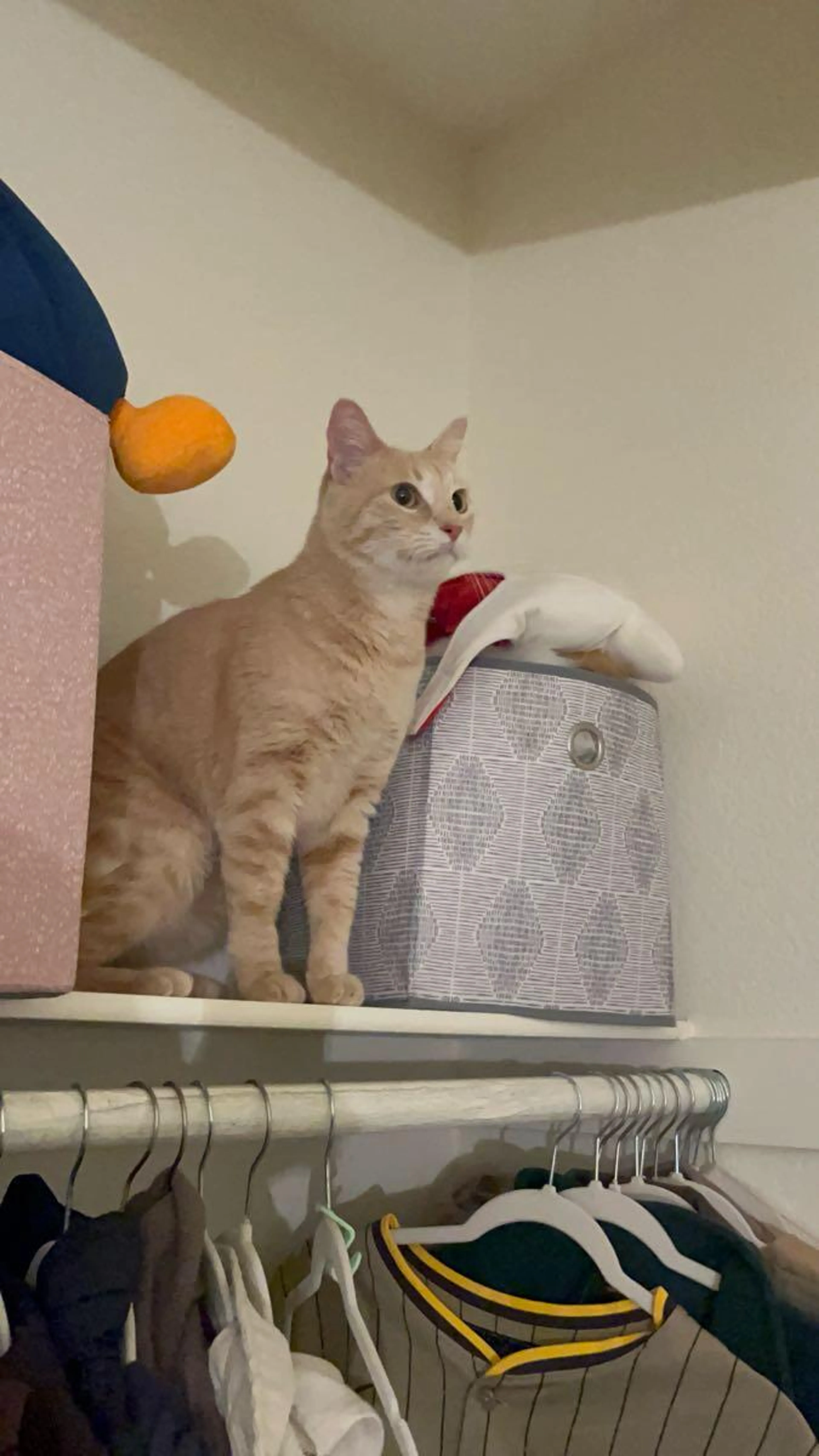 Lost pet