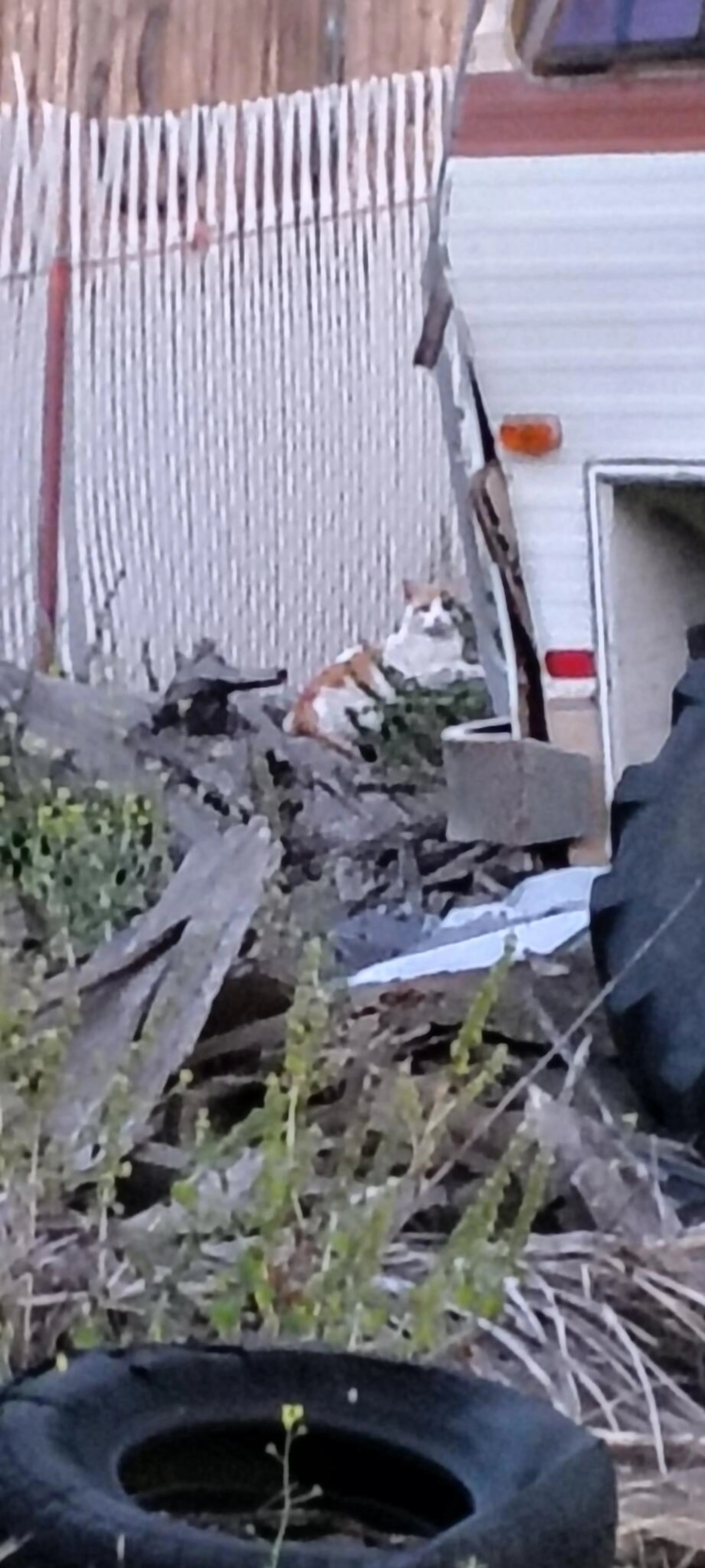 Found pet