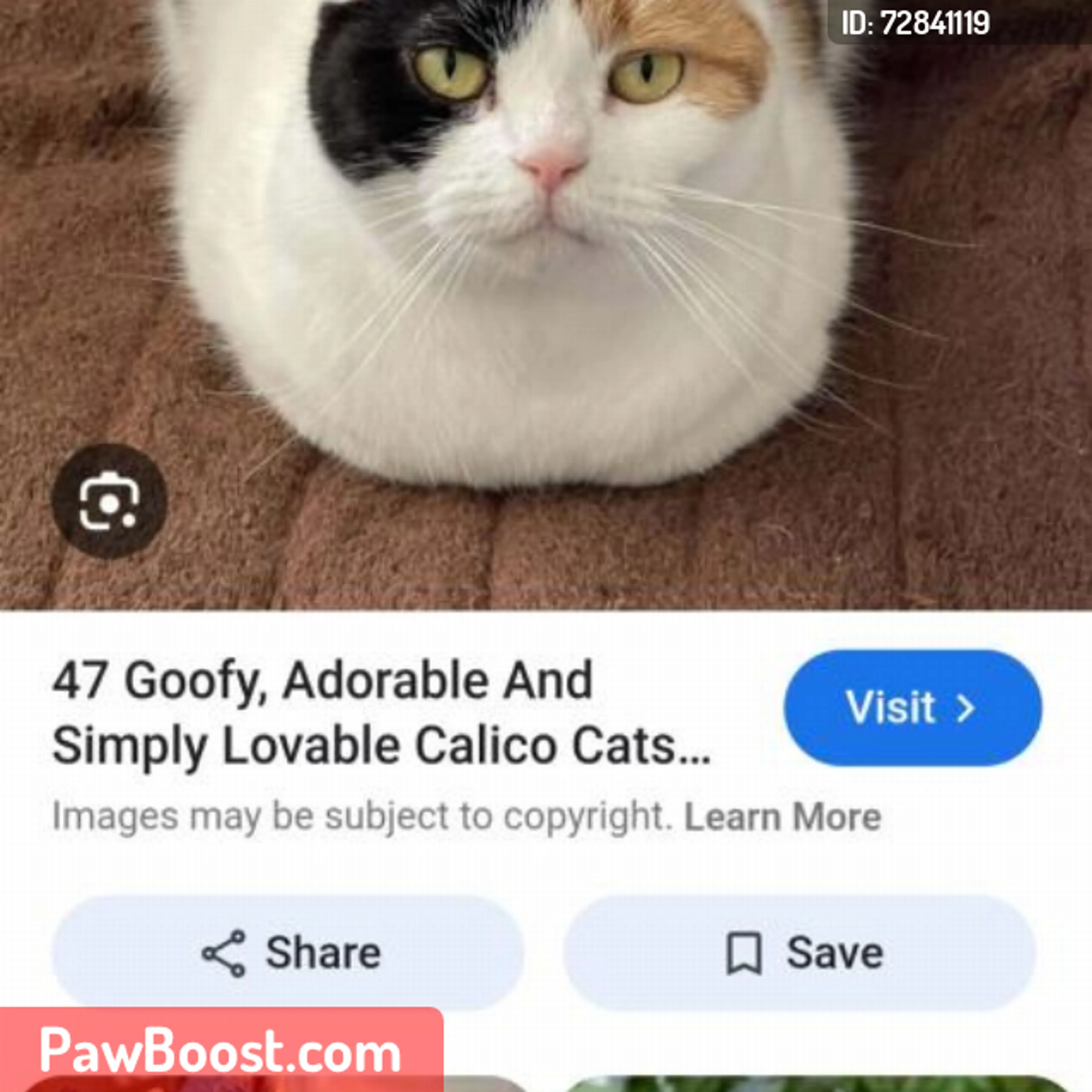 Lost pet