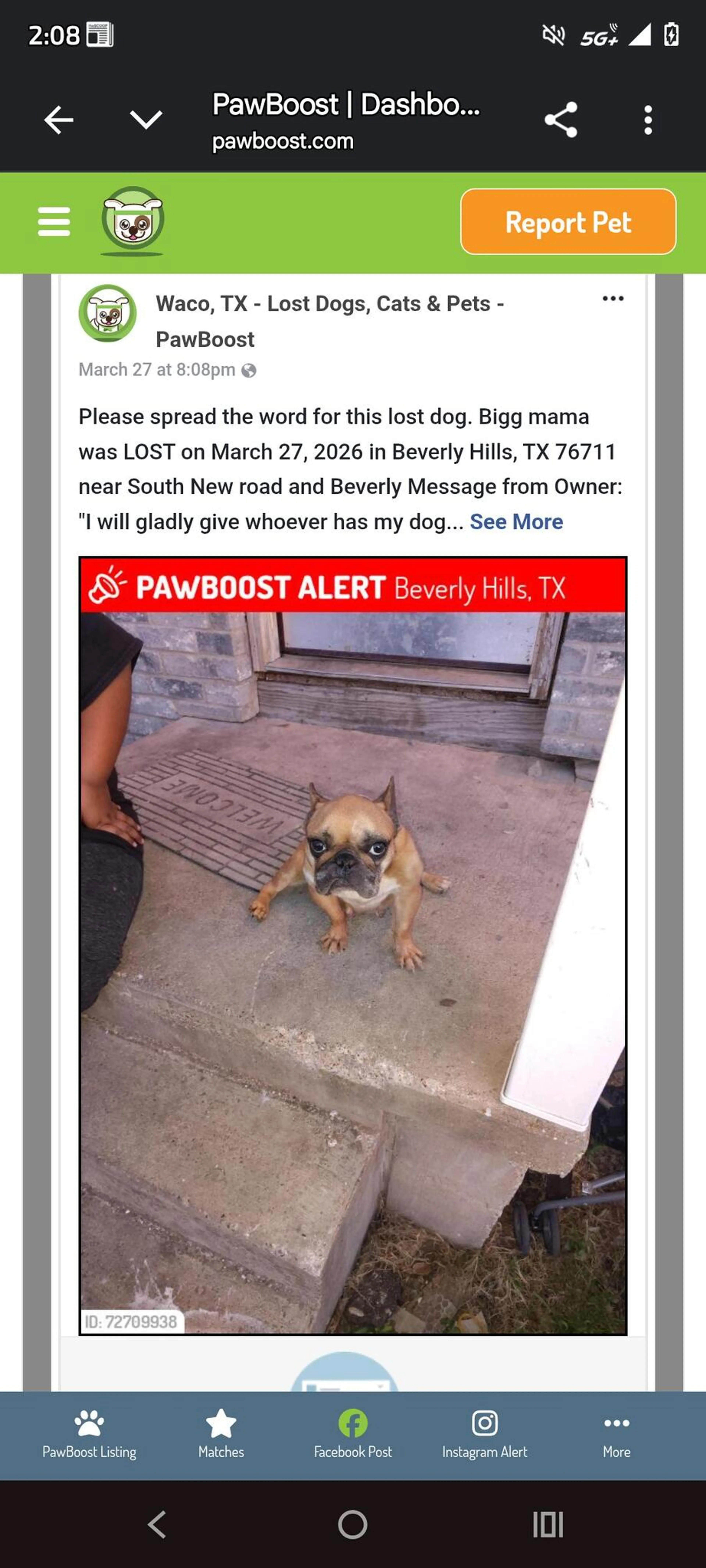 Lost pet