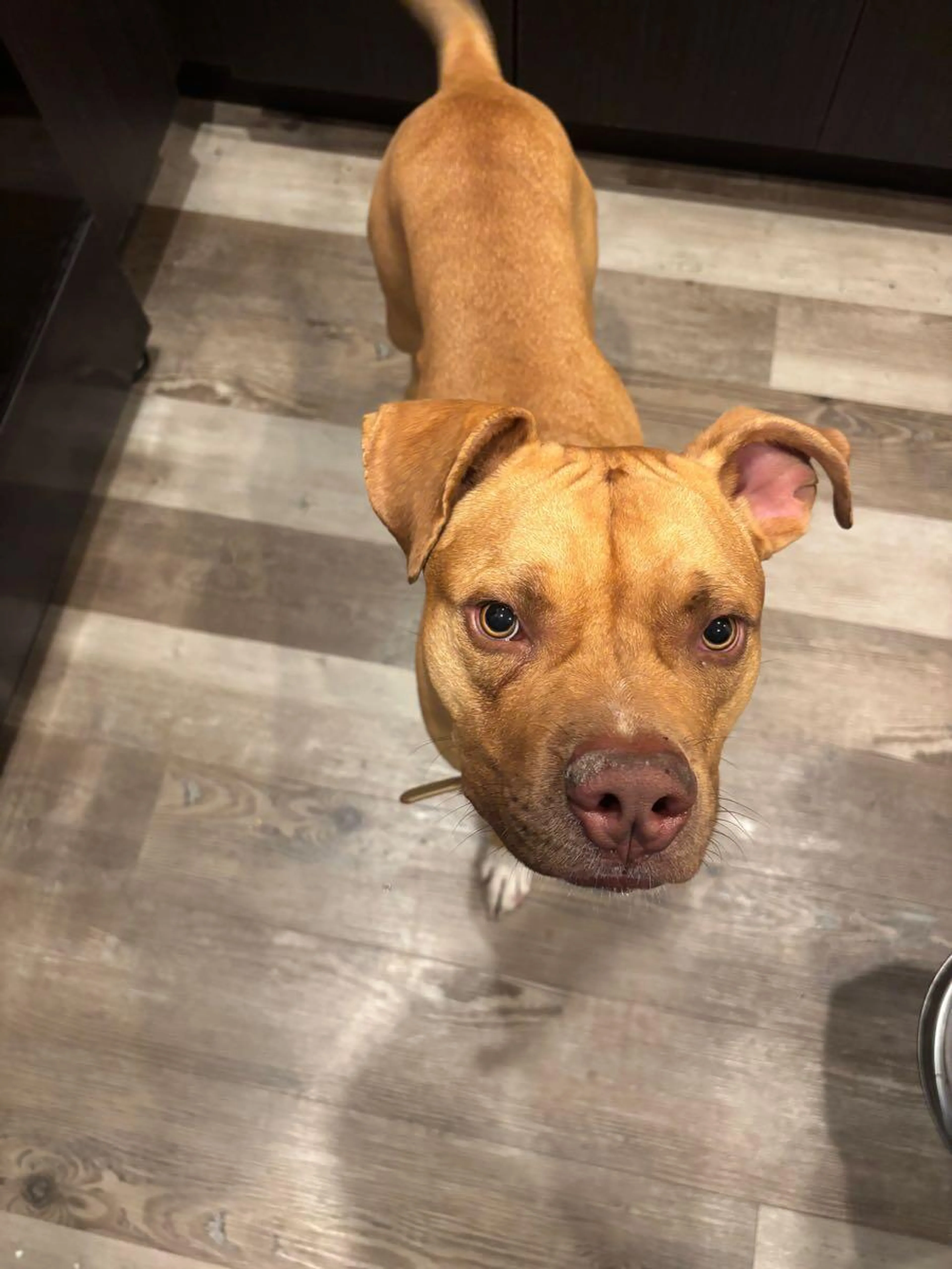 Found pet