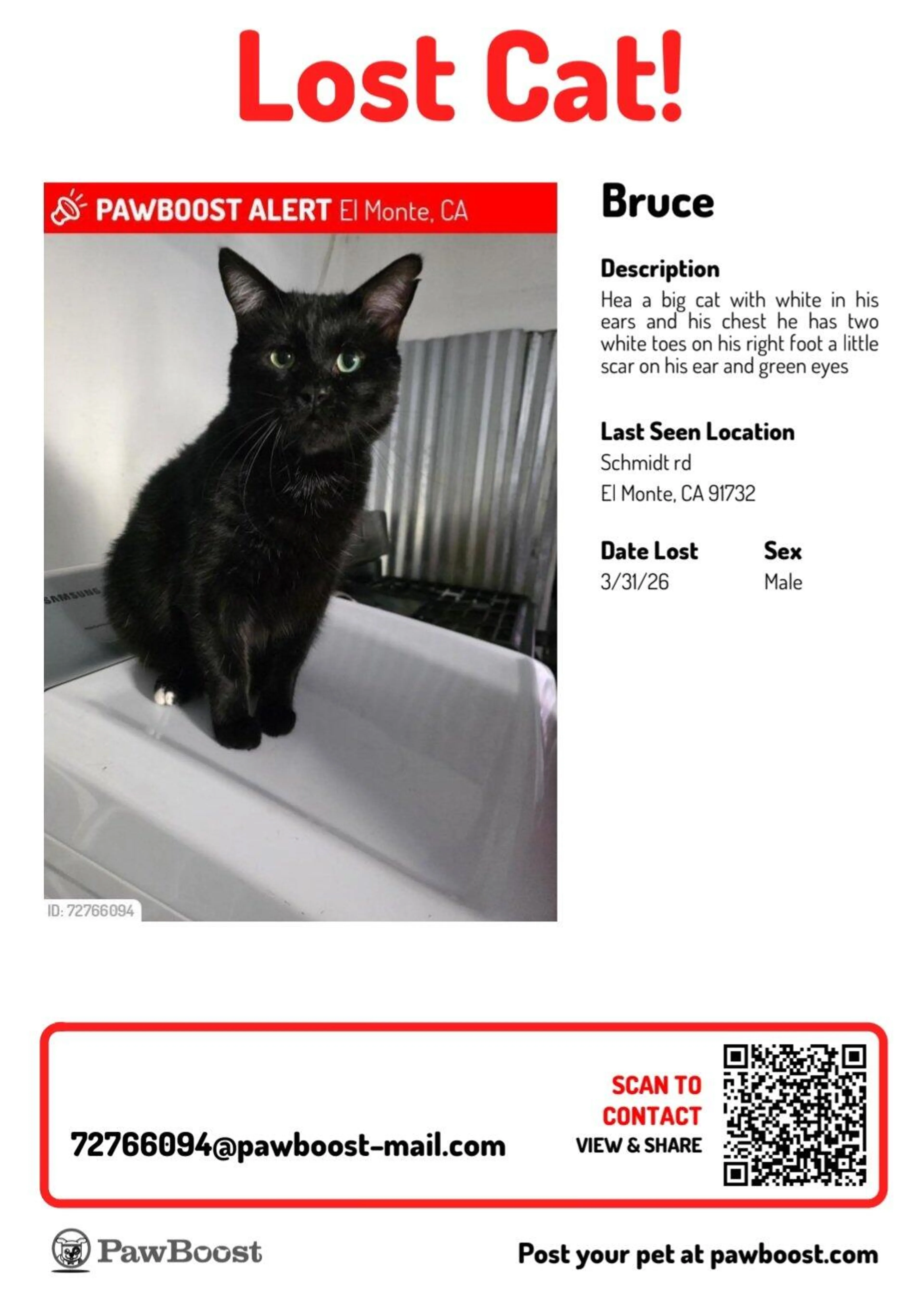 Lost pet