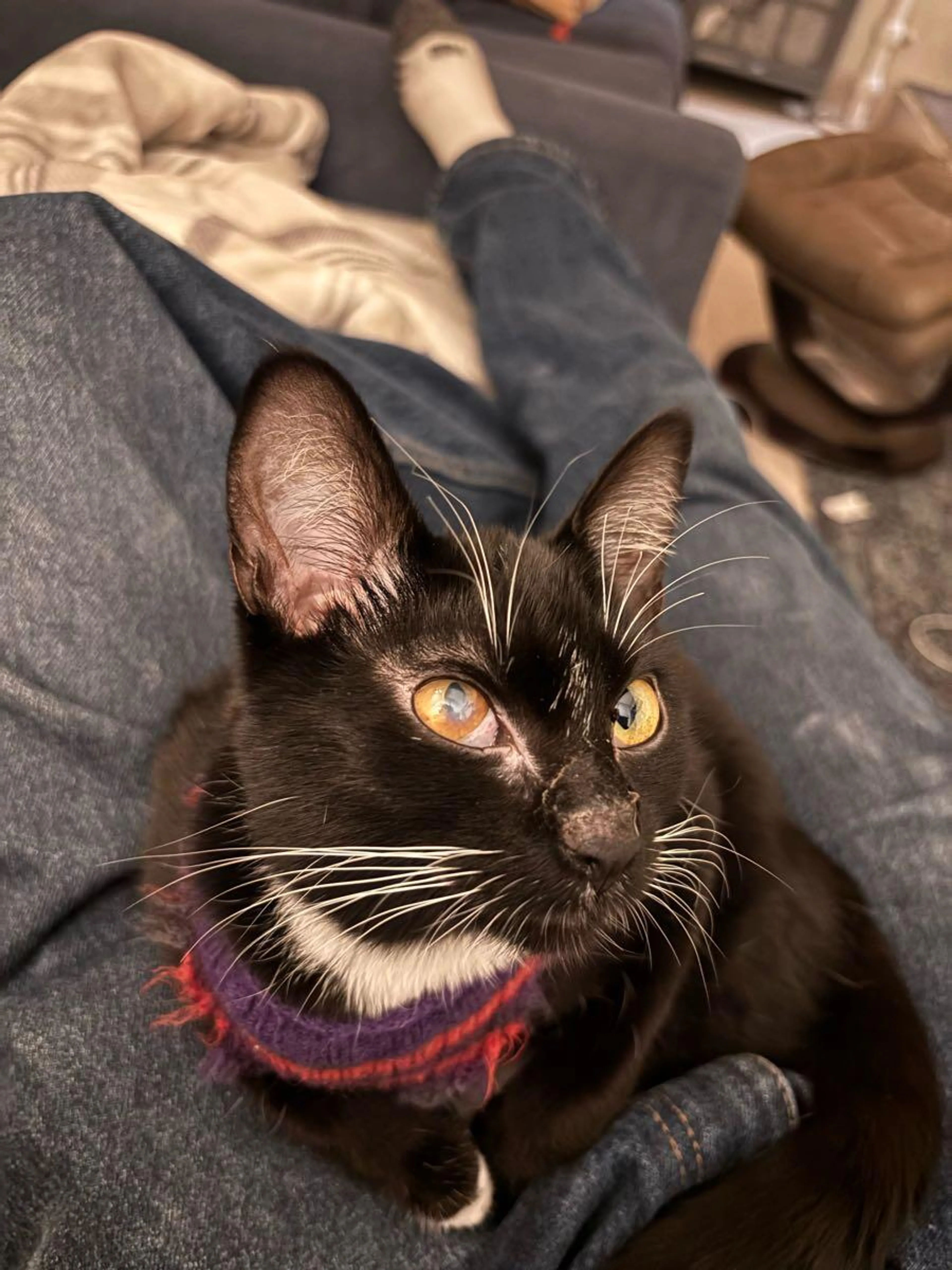 Lost pet