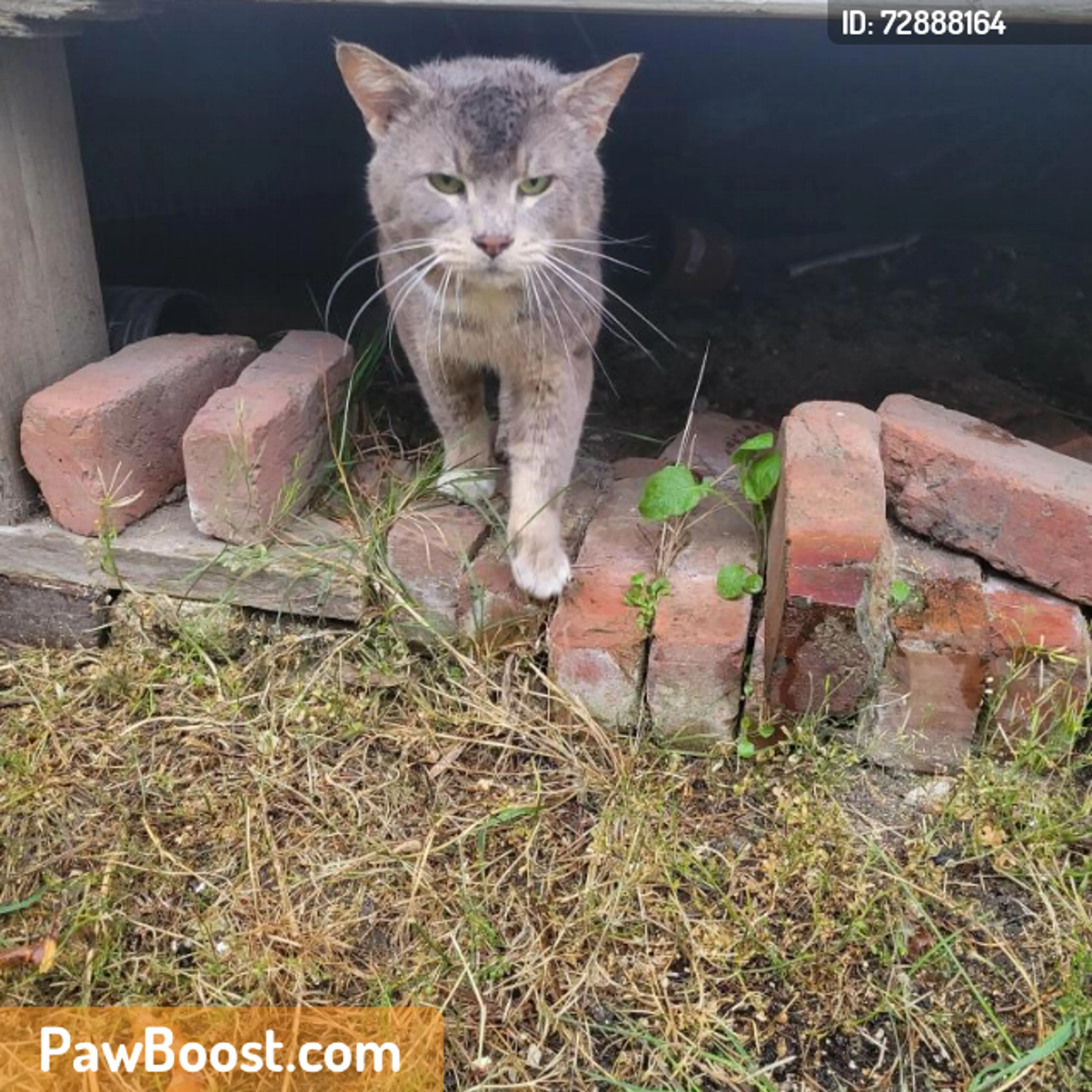 Found pet