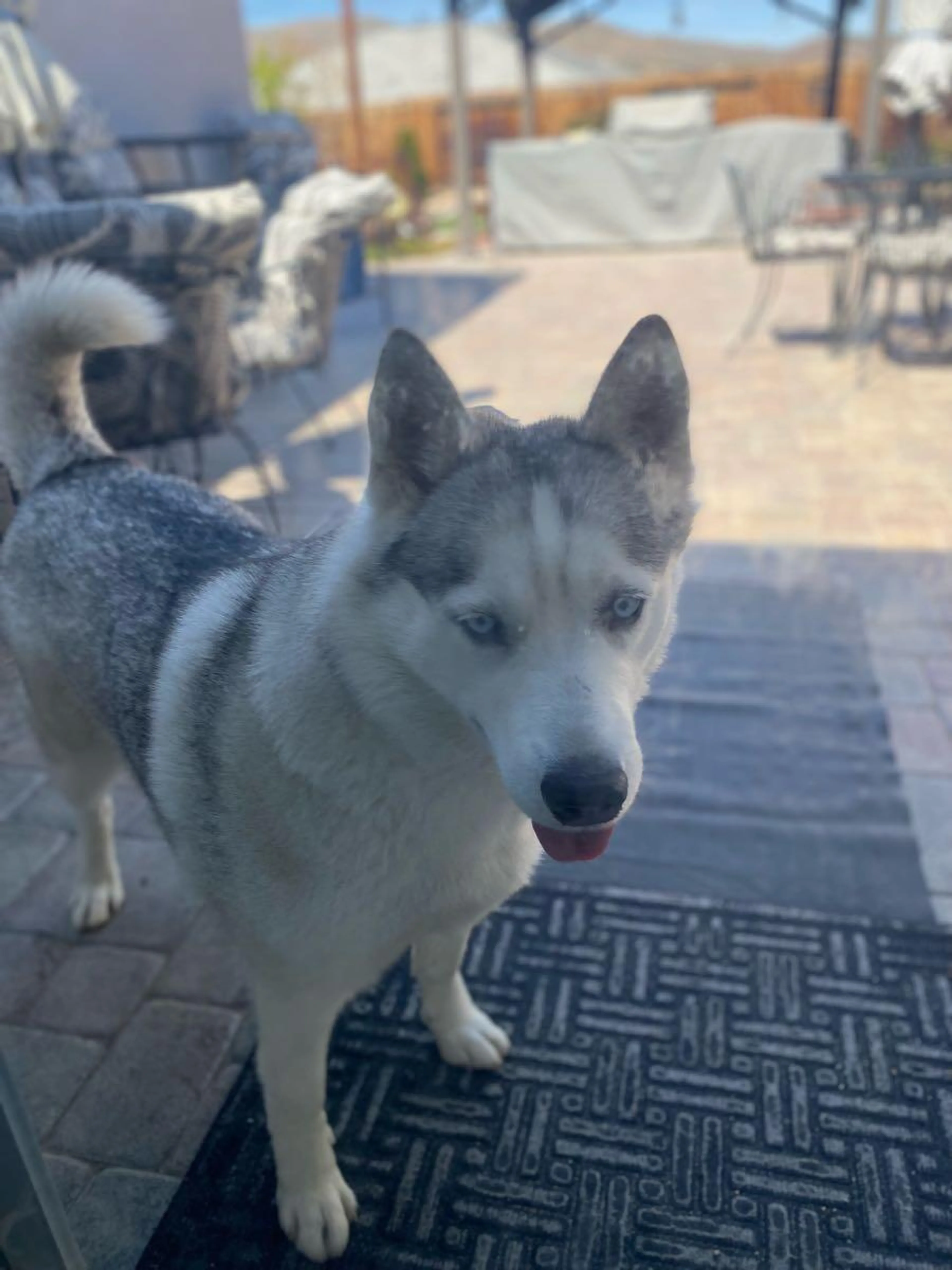 Found pet