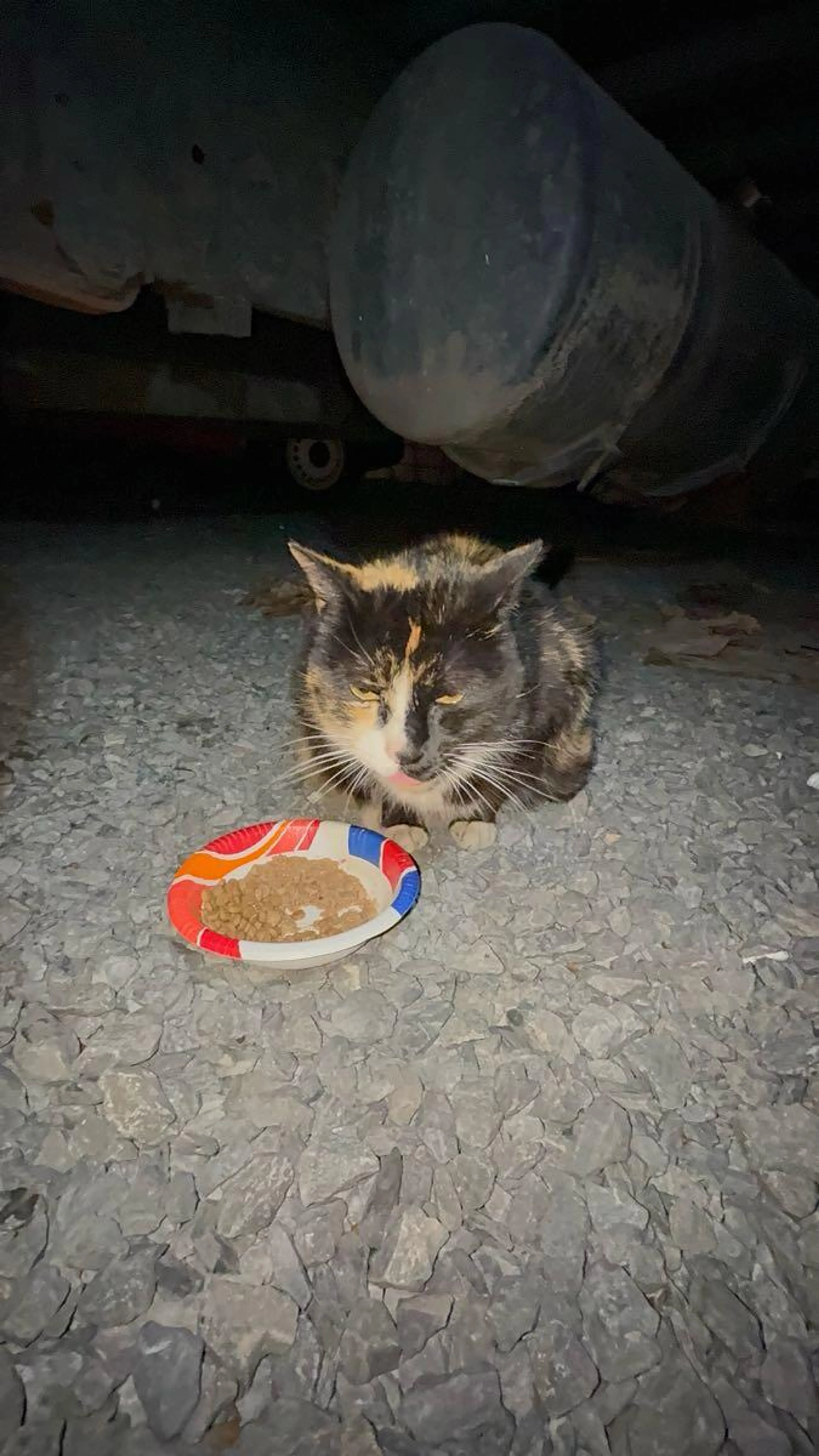 Lost pet