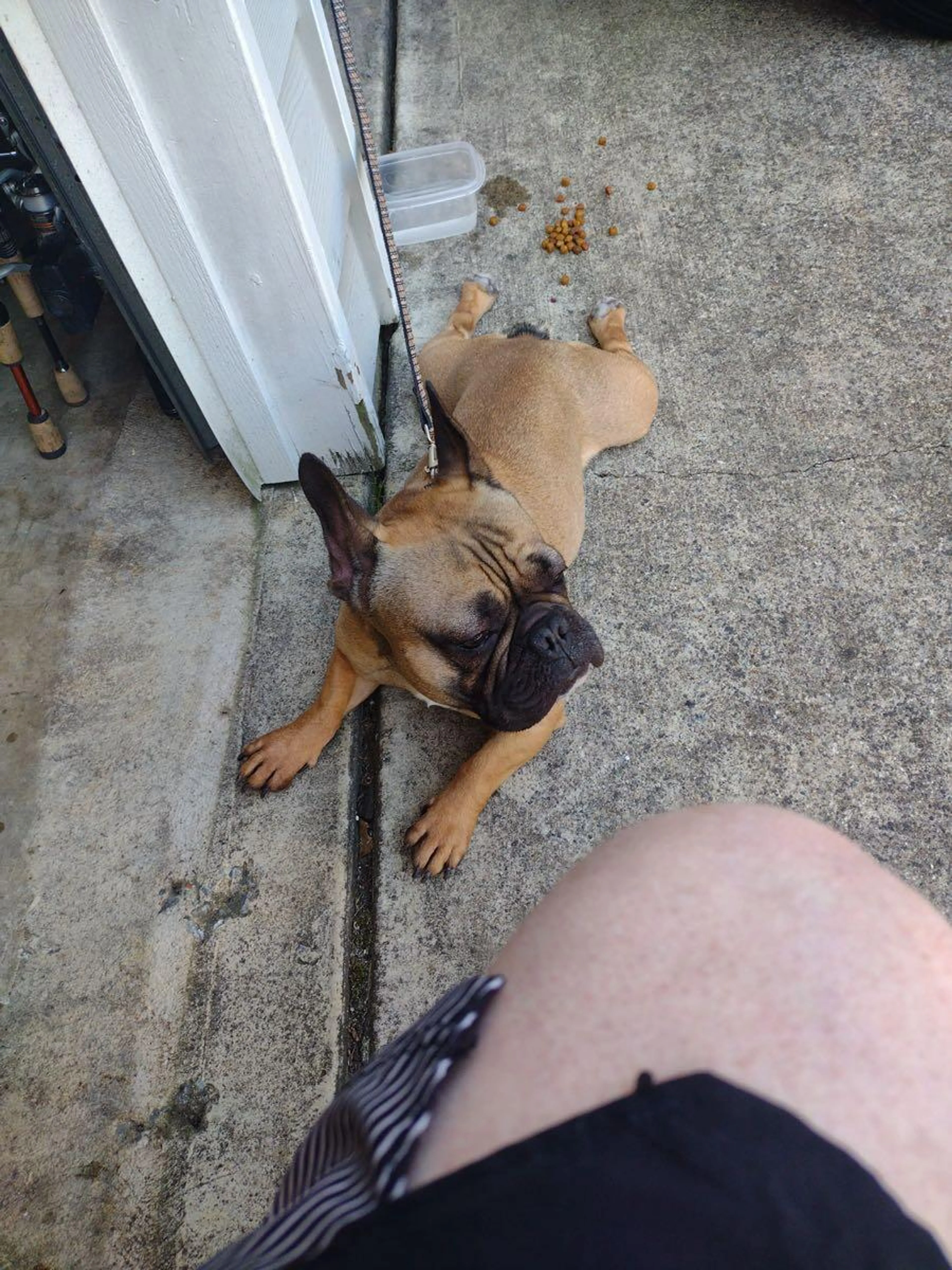 Found pet