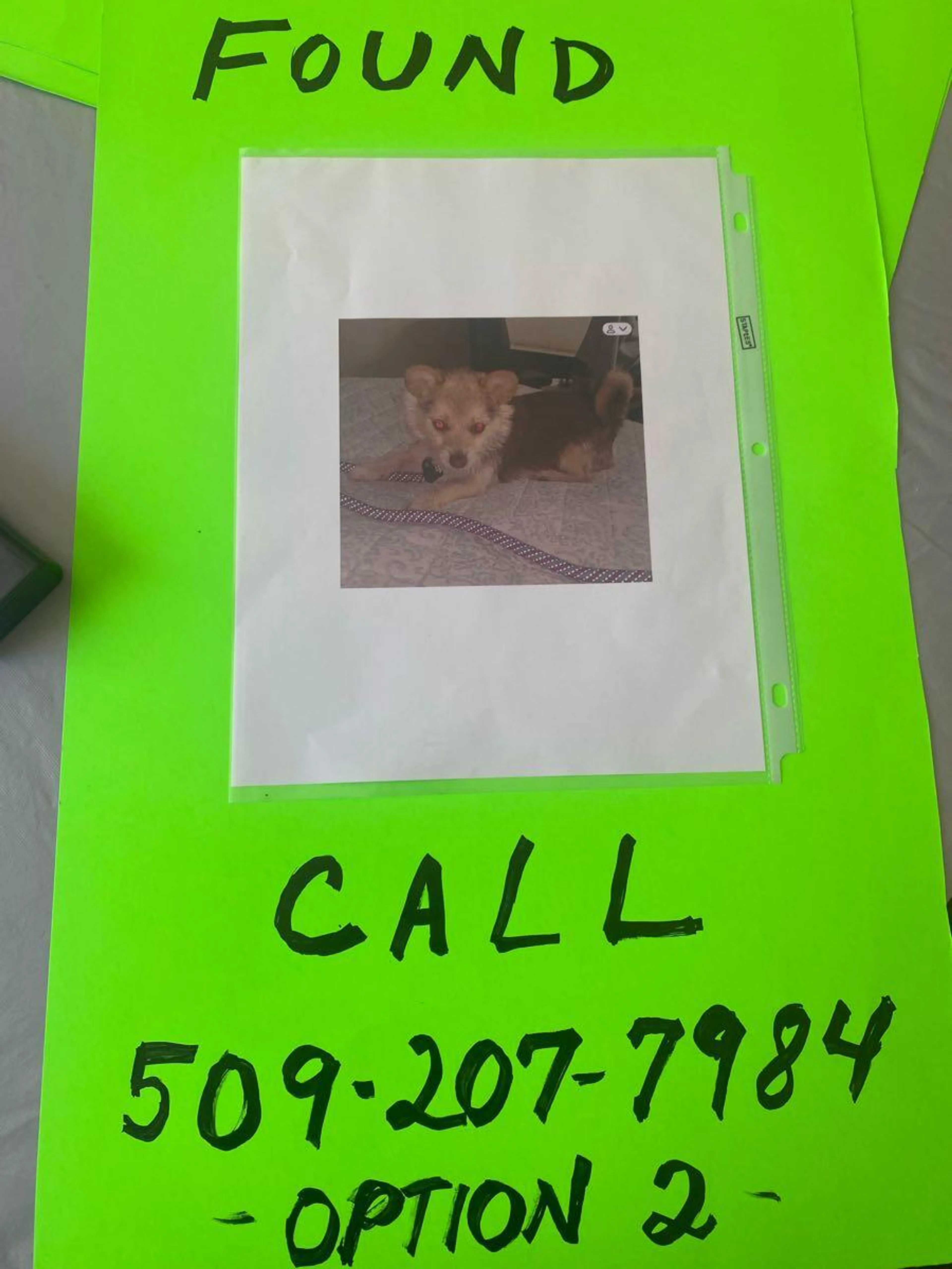 Found pet