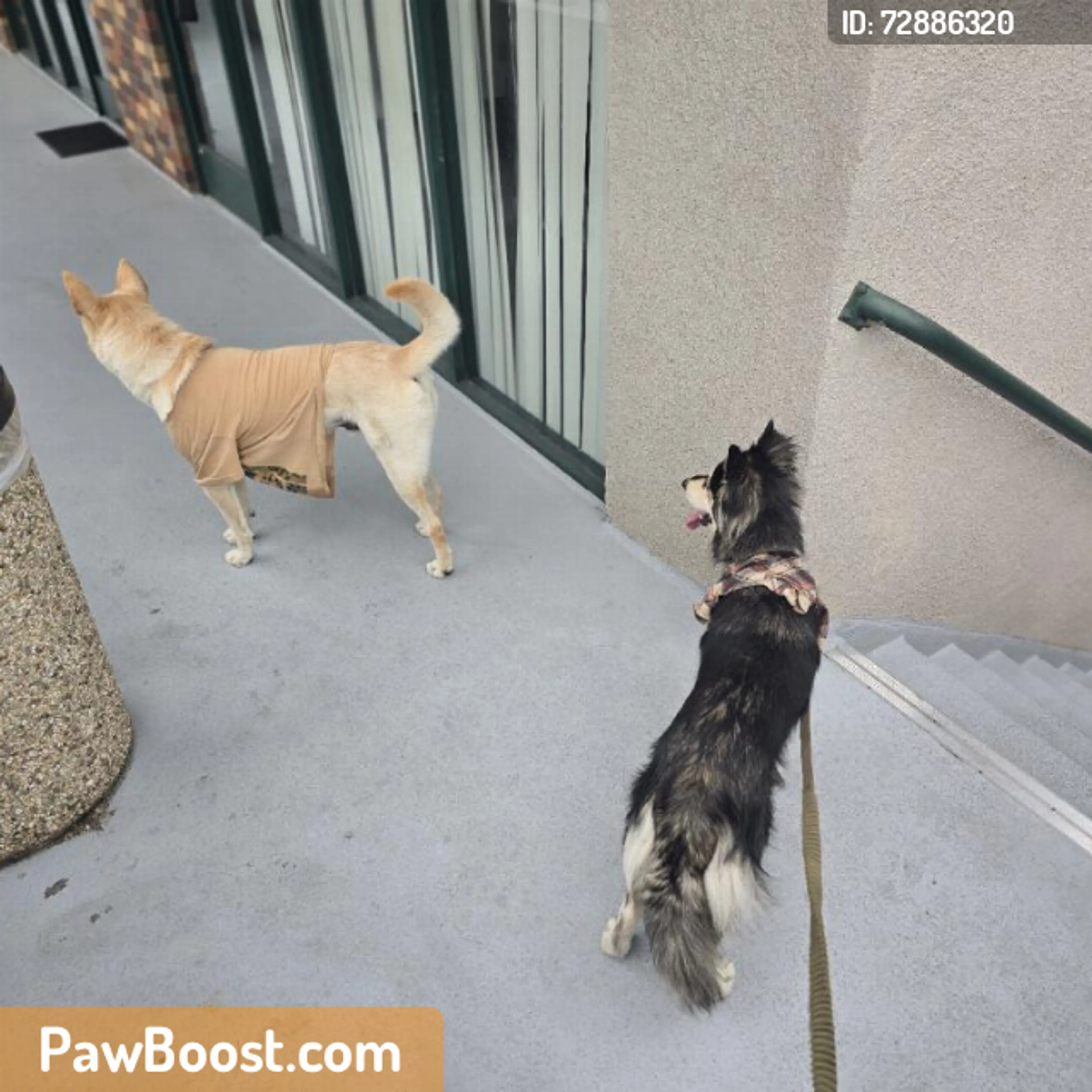 Found pet