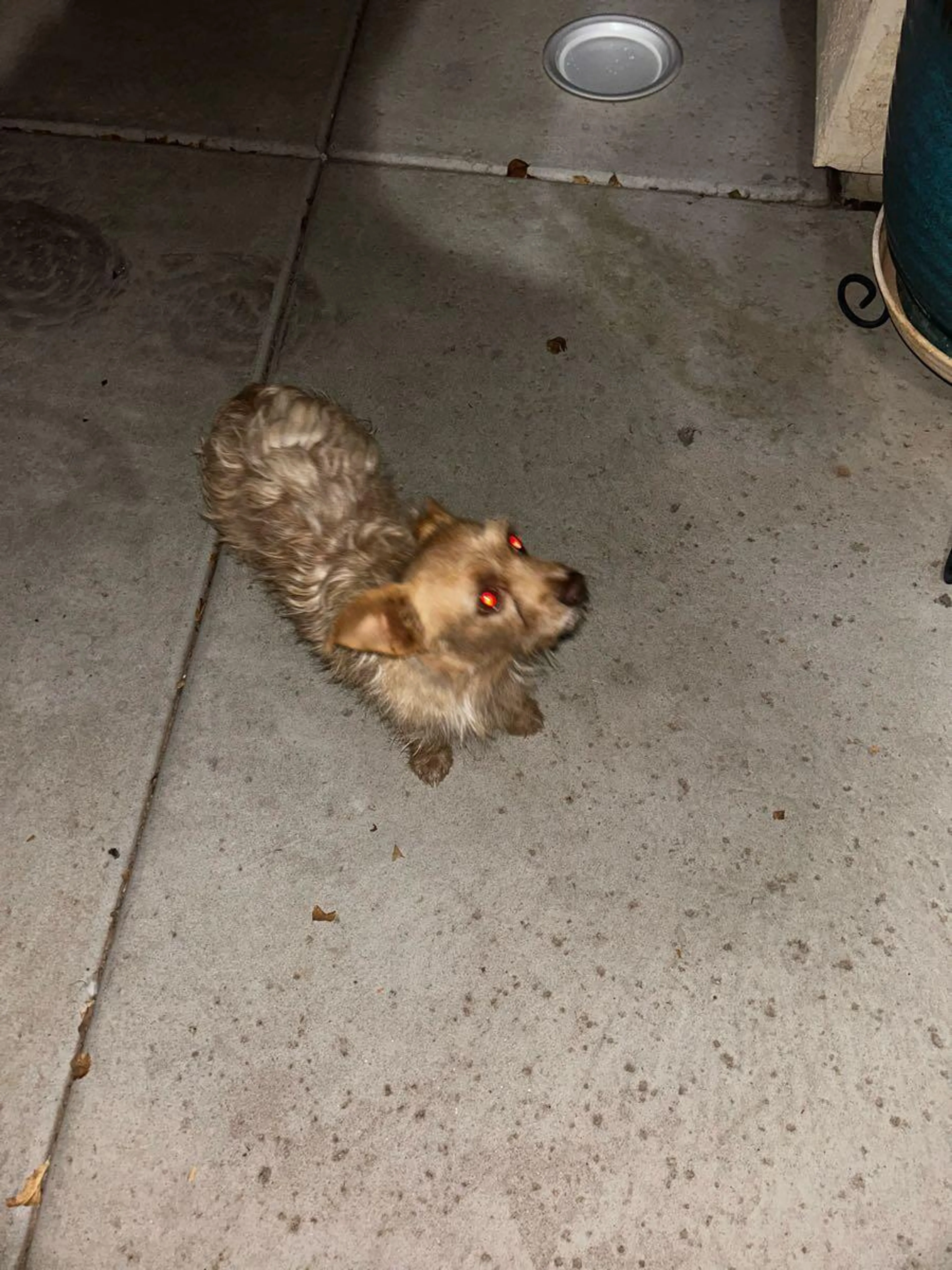 Found pet
