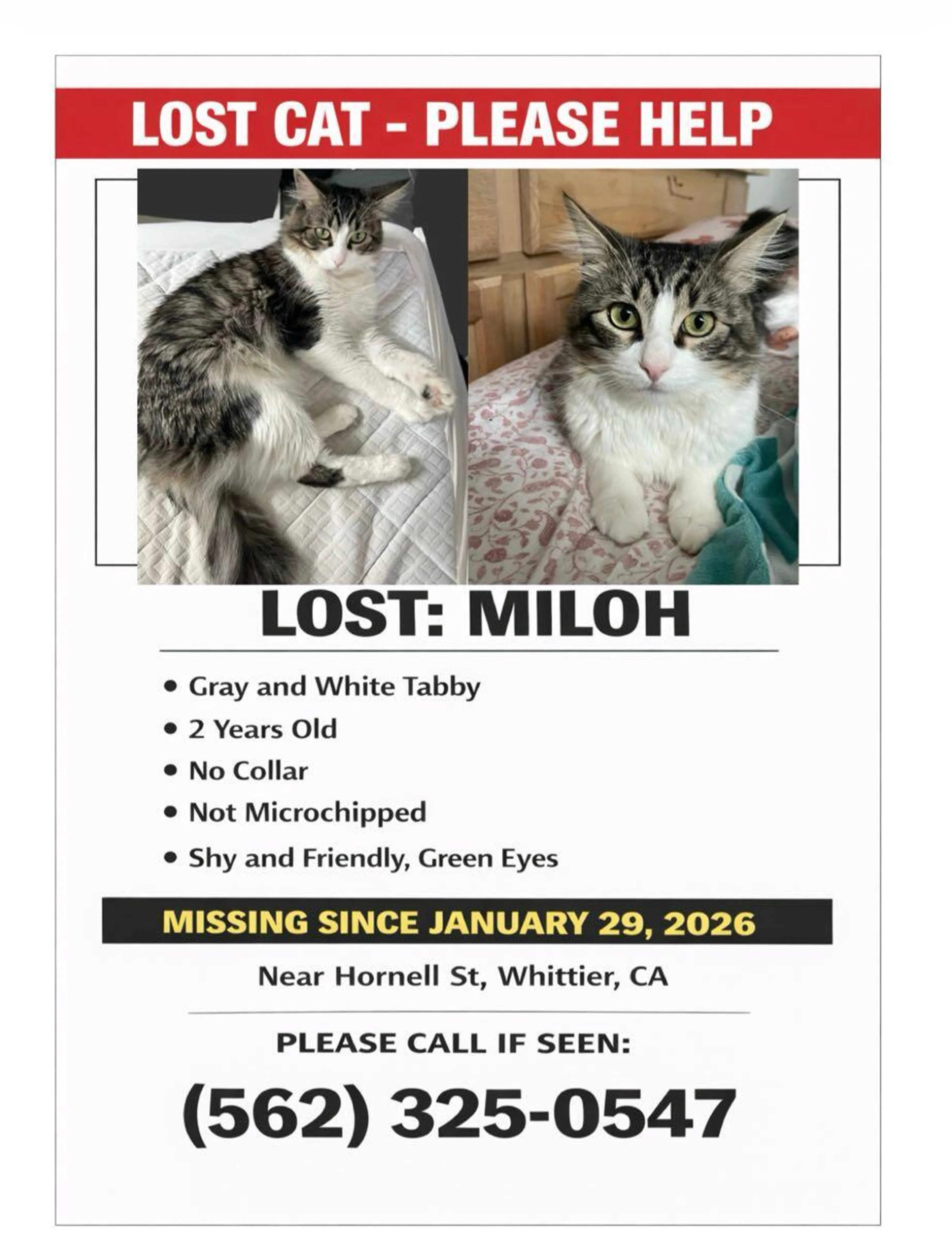 Lost pet