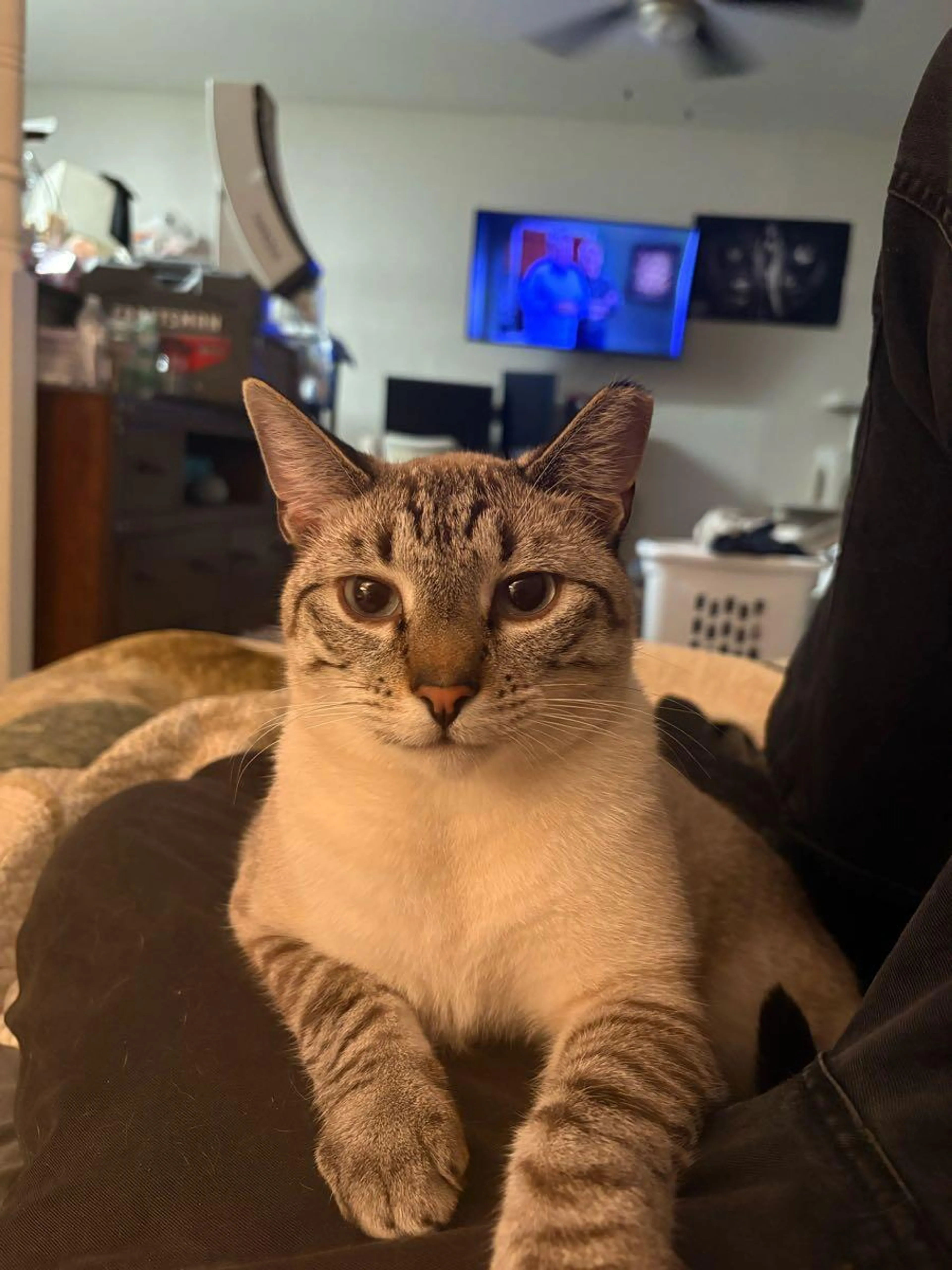 Lost pet