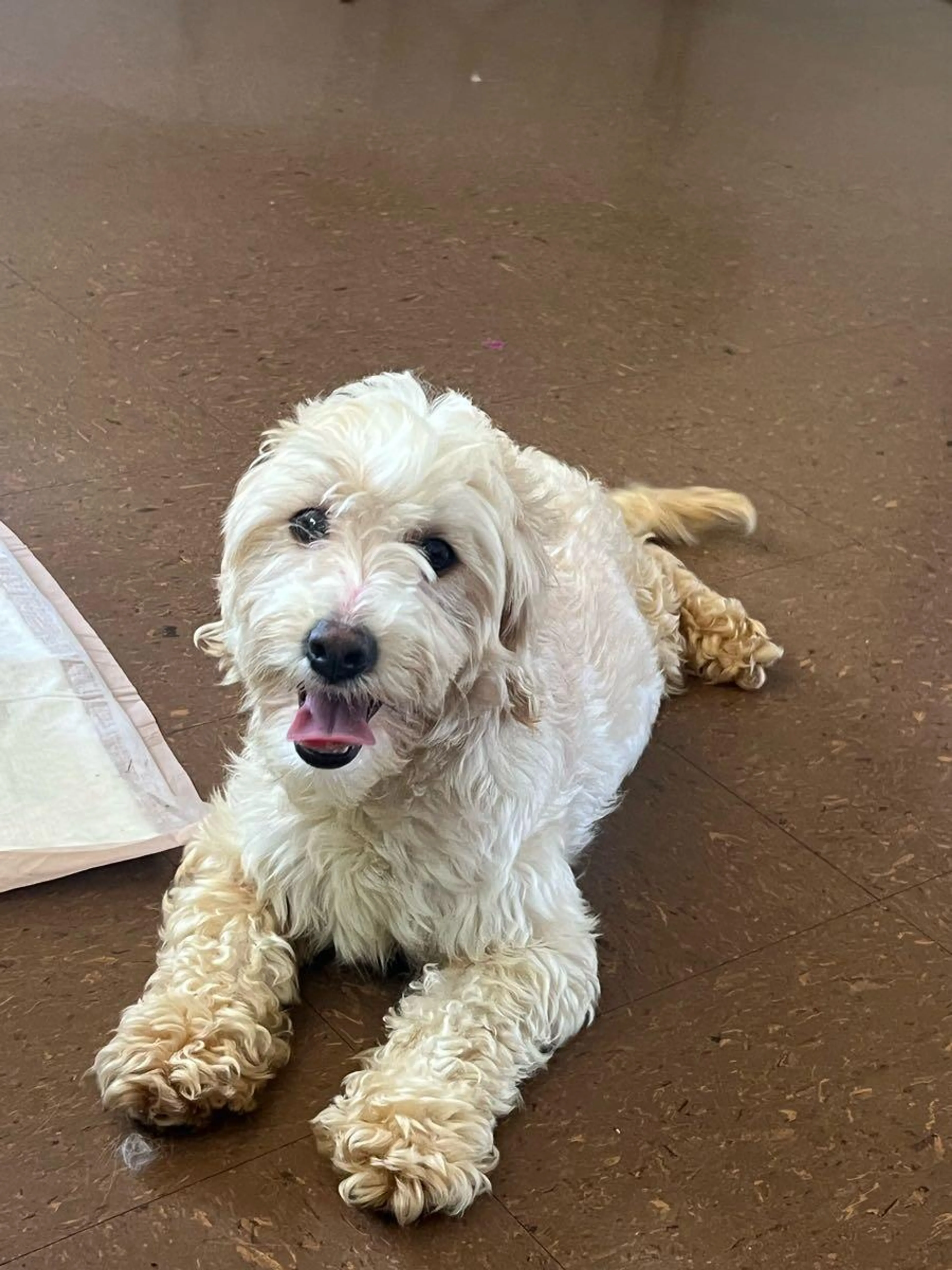Found pet