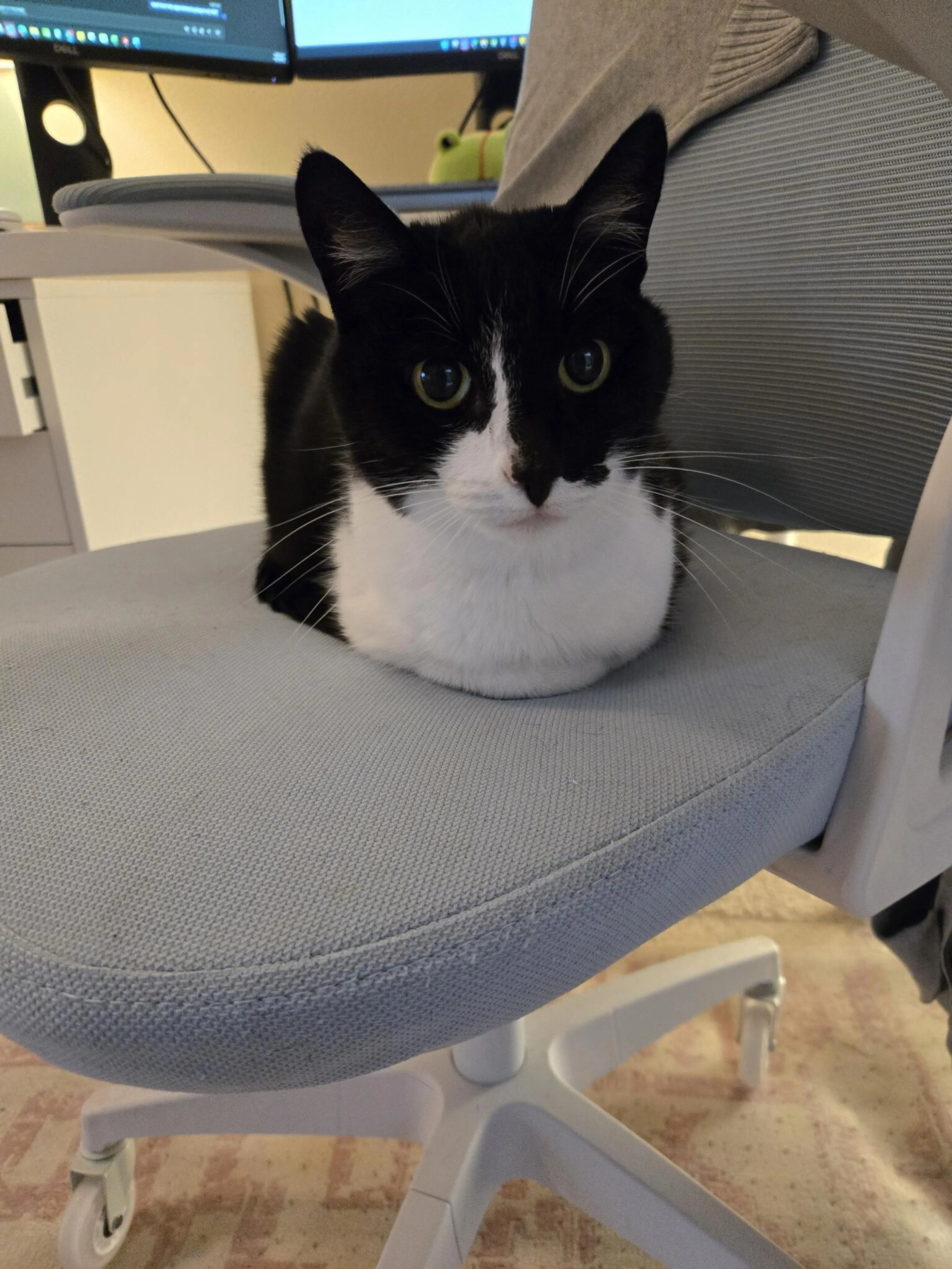 Lost pet