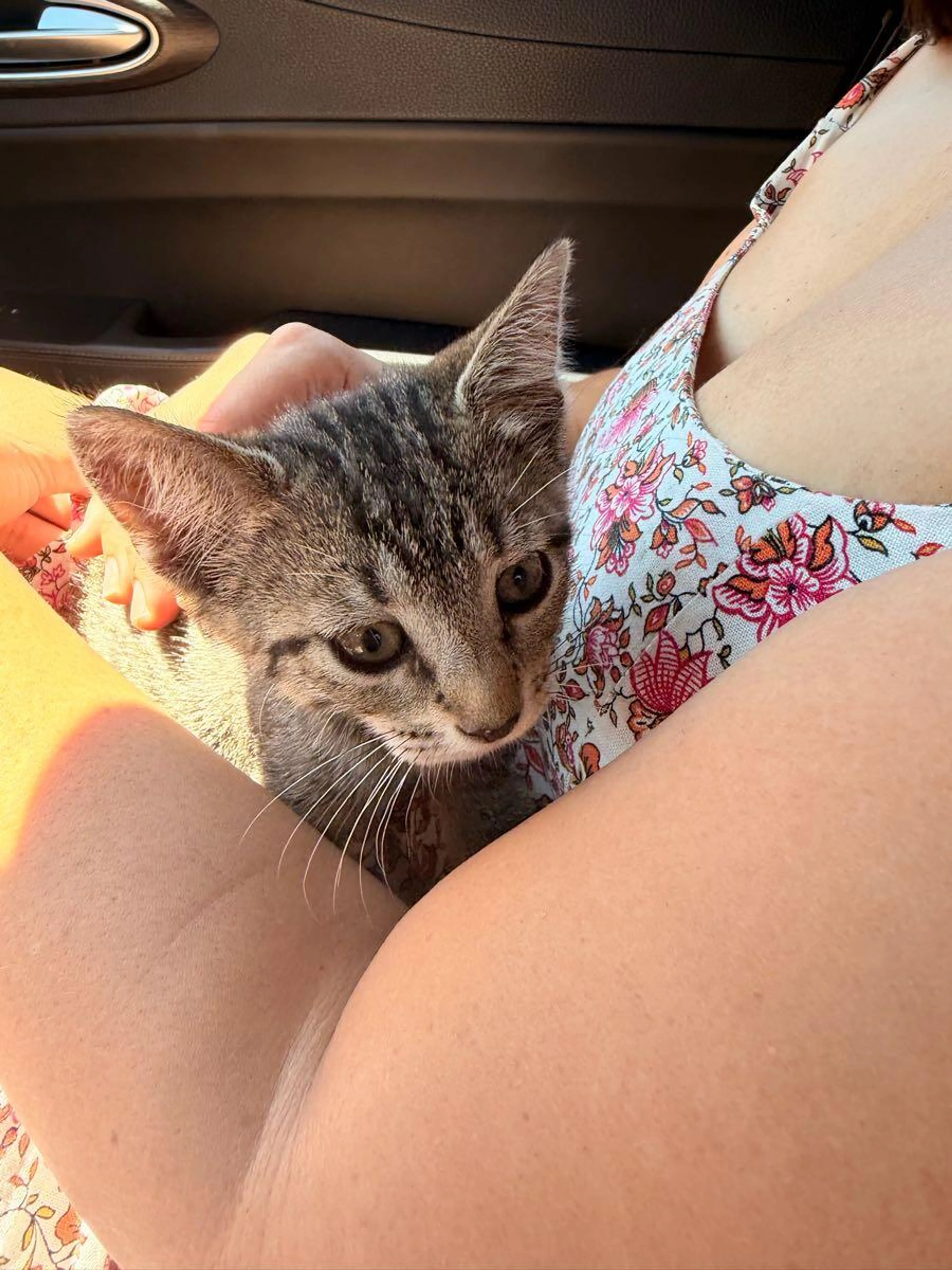 Found pet