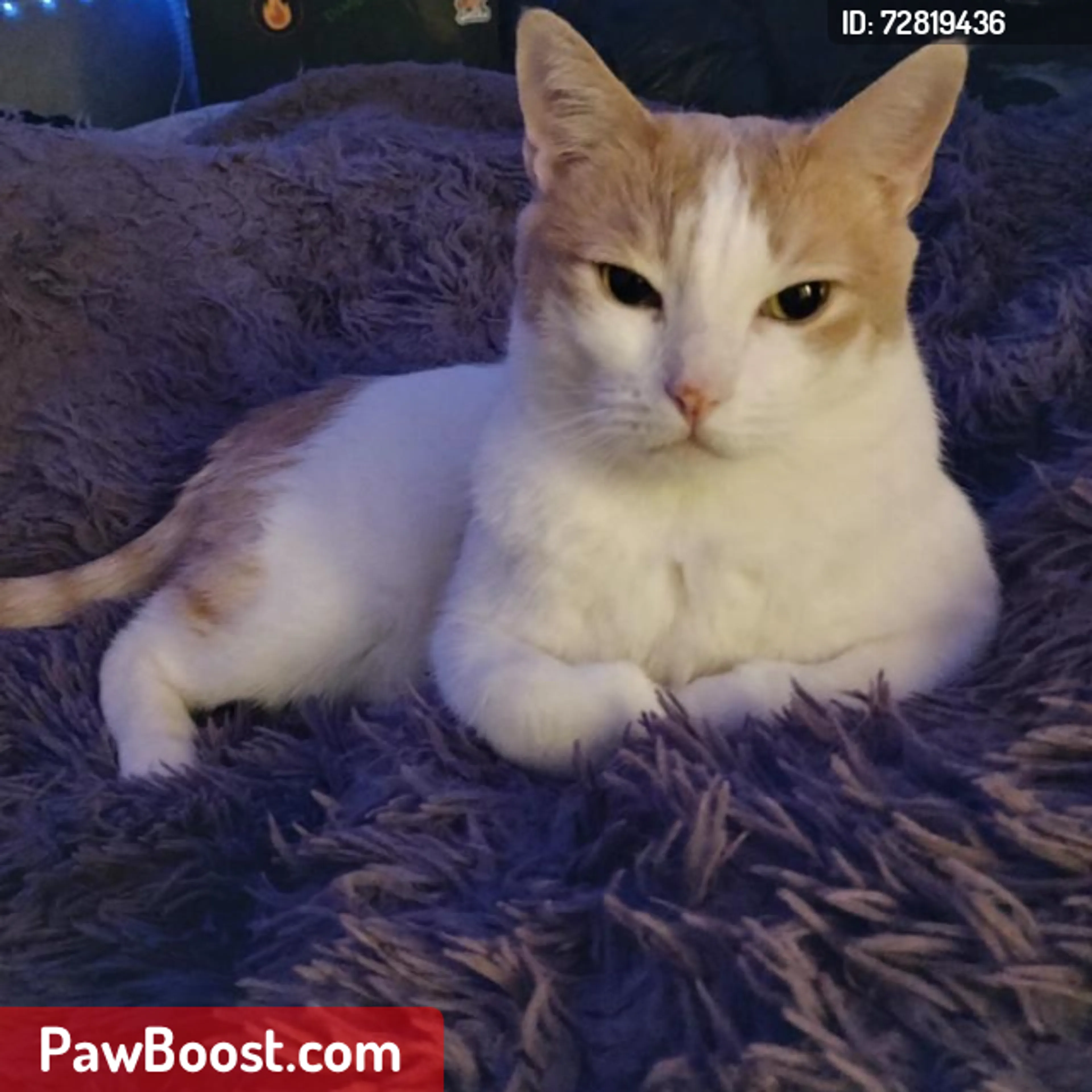 Lost pet