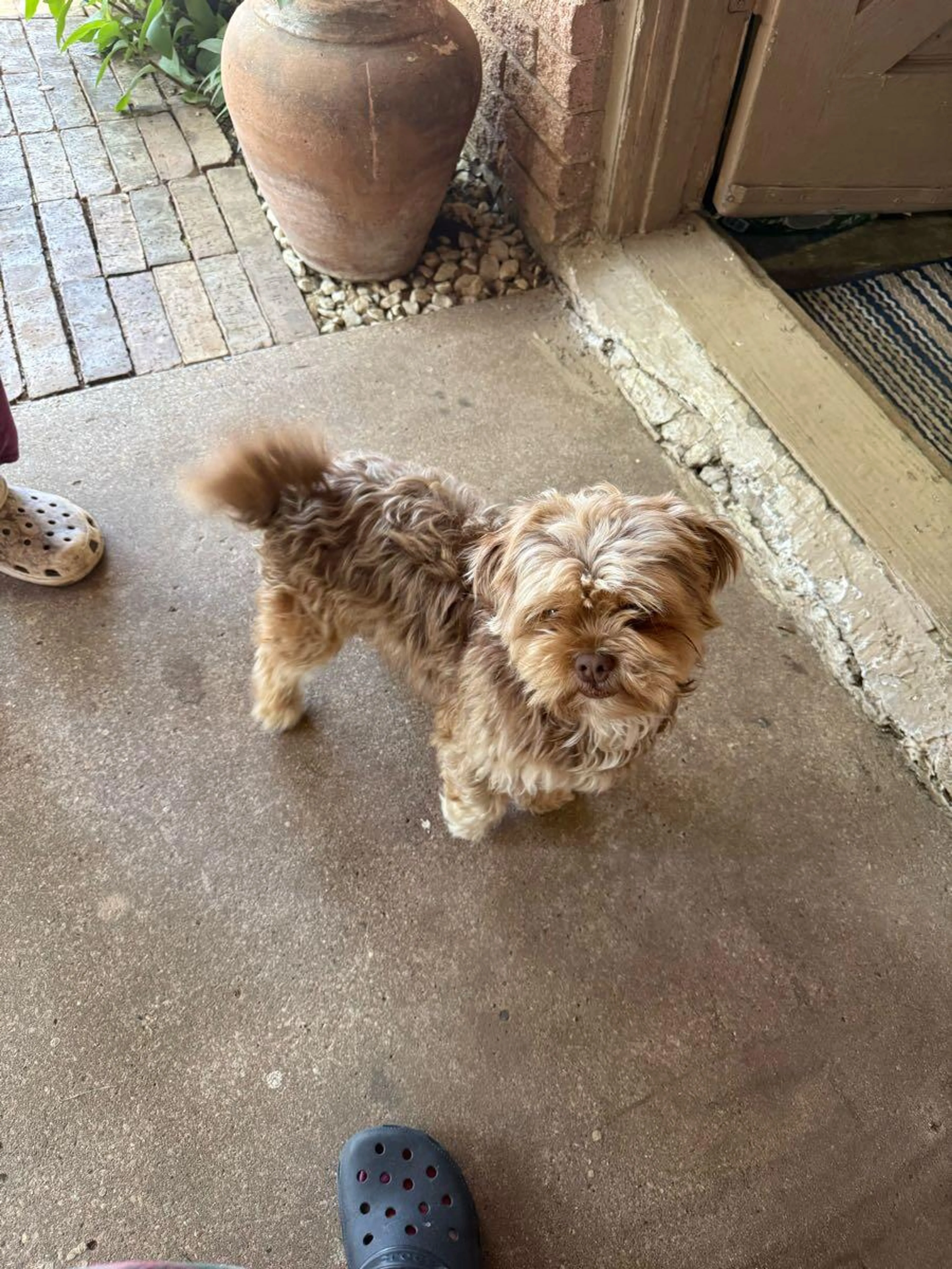 Found pet