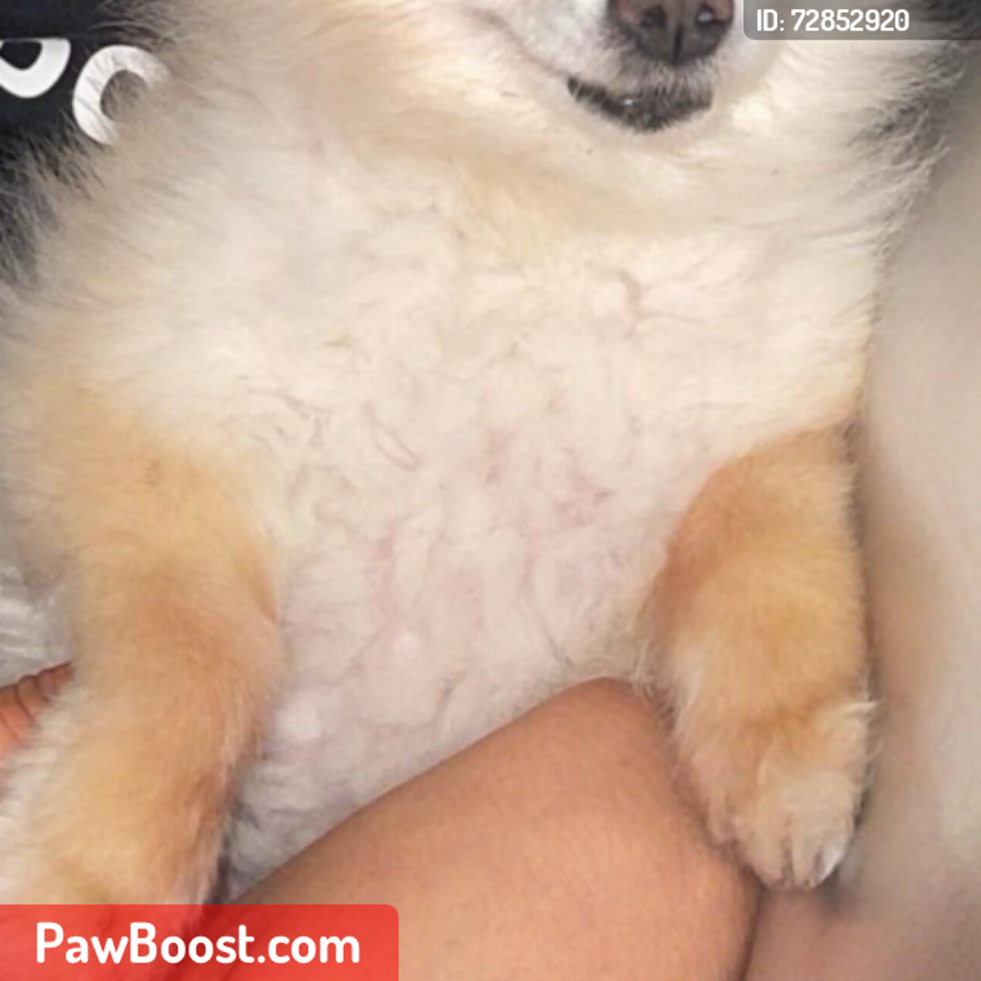 Lost pet