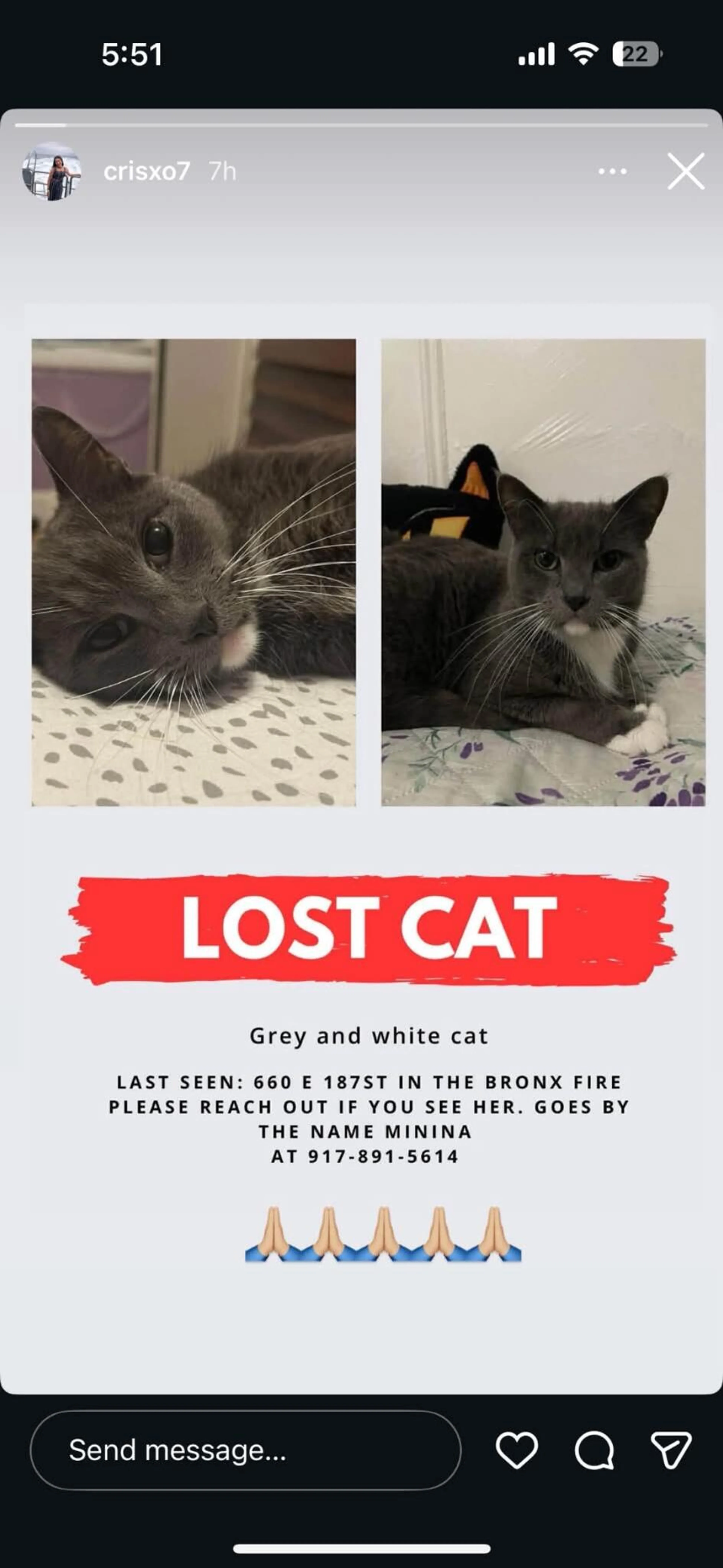 Lost pet