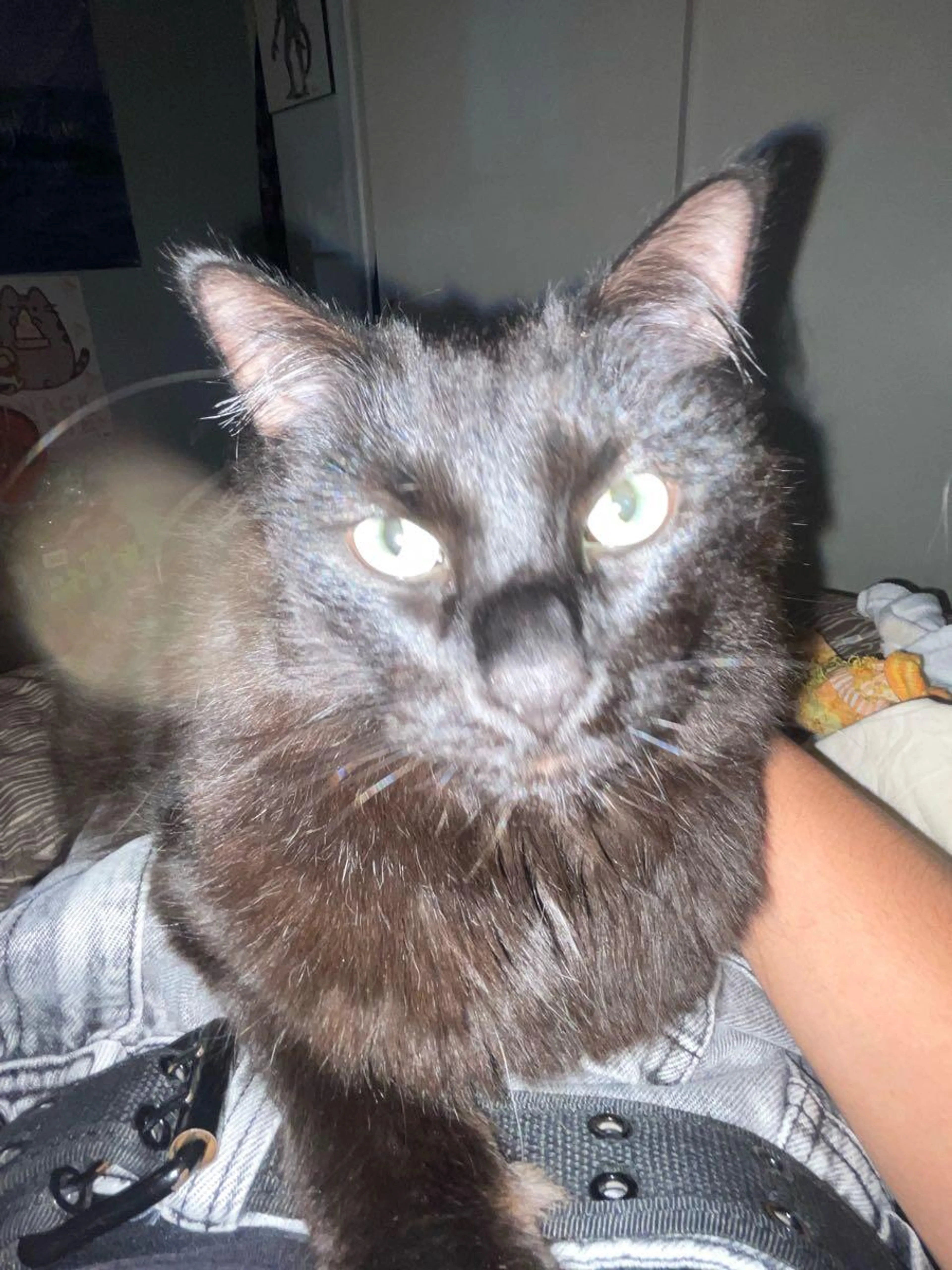 Lost pet