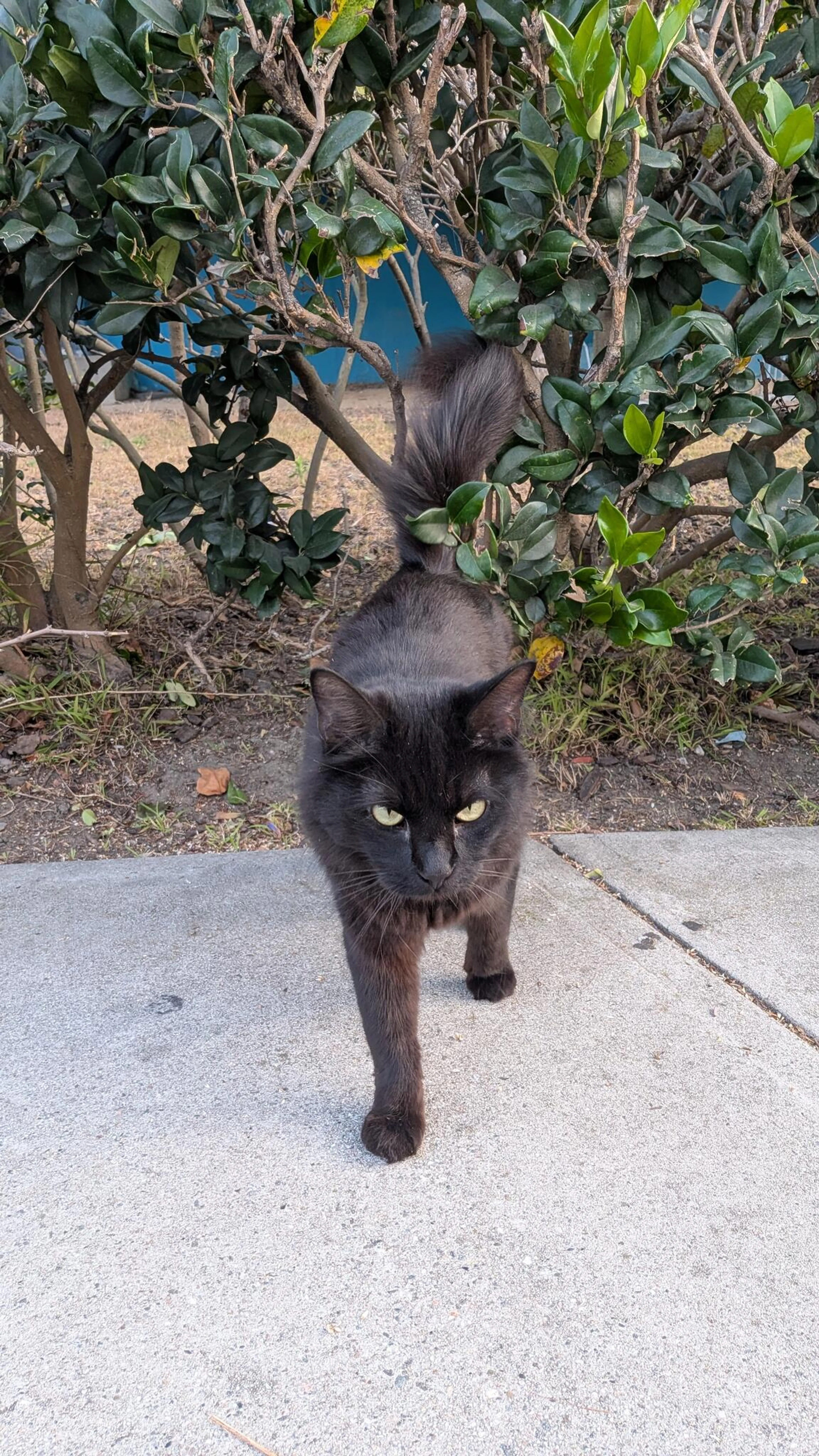 Found pet