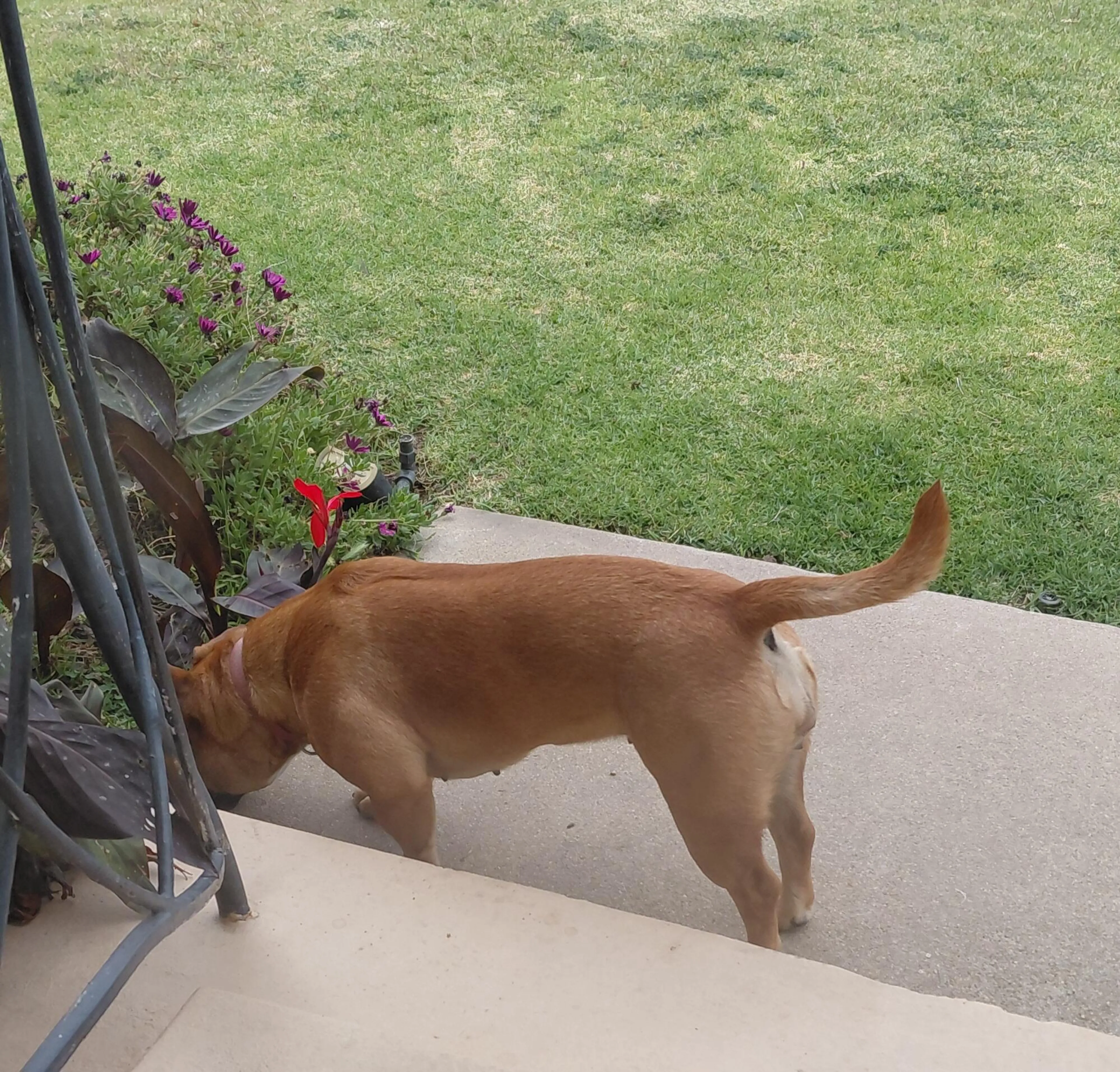 Found pet