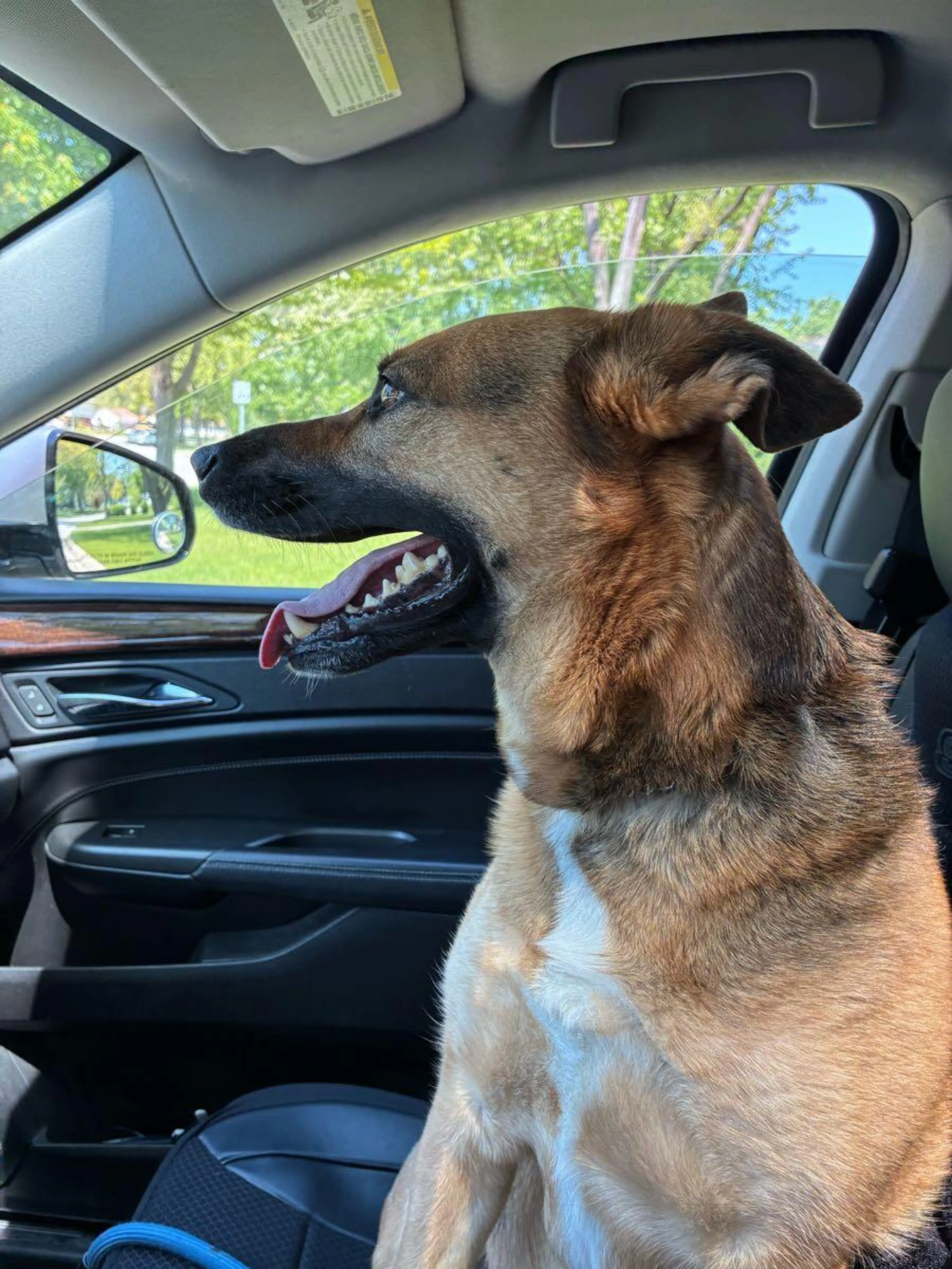 Found pet