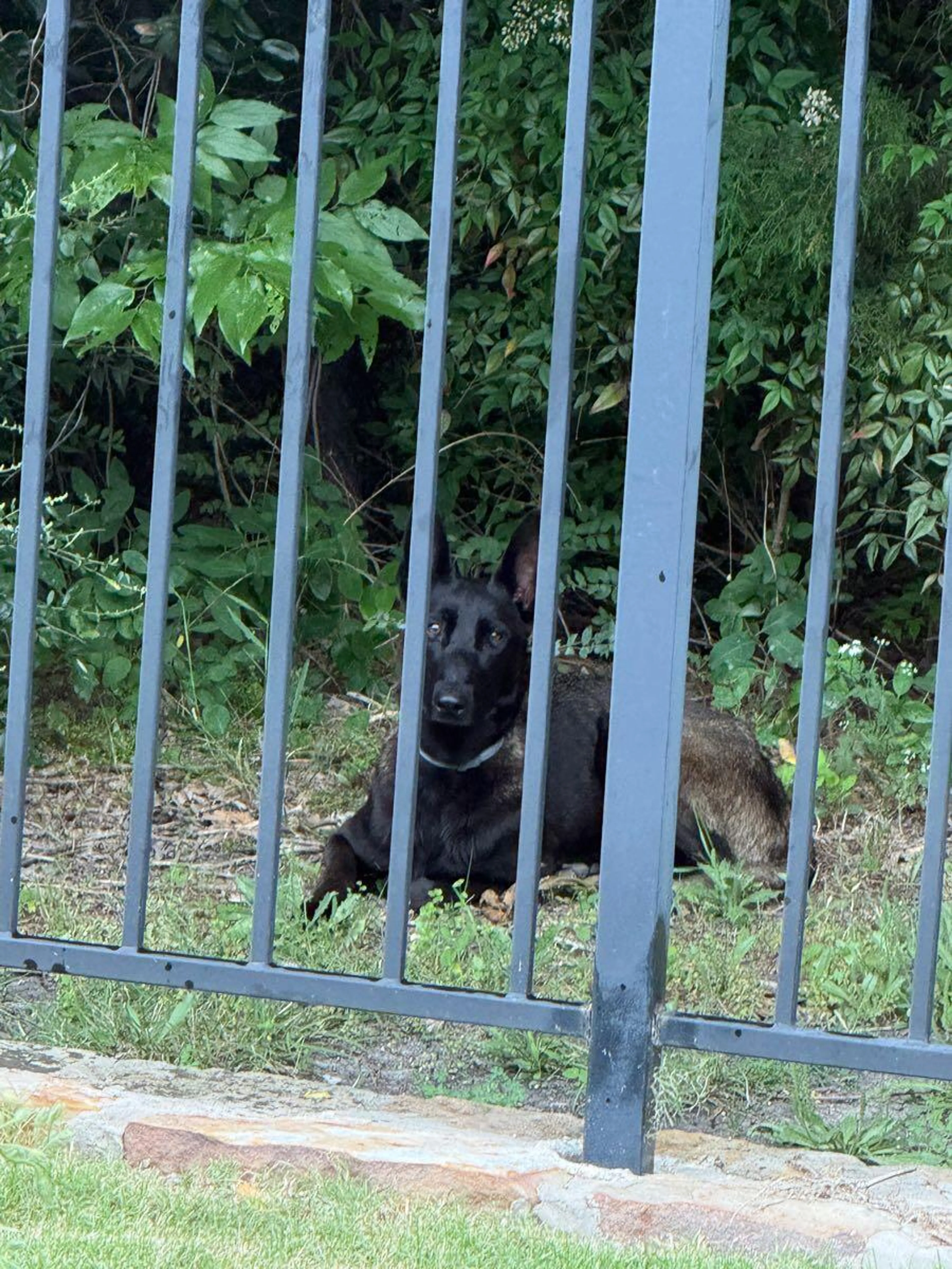 Found pet