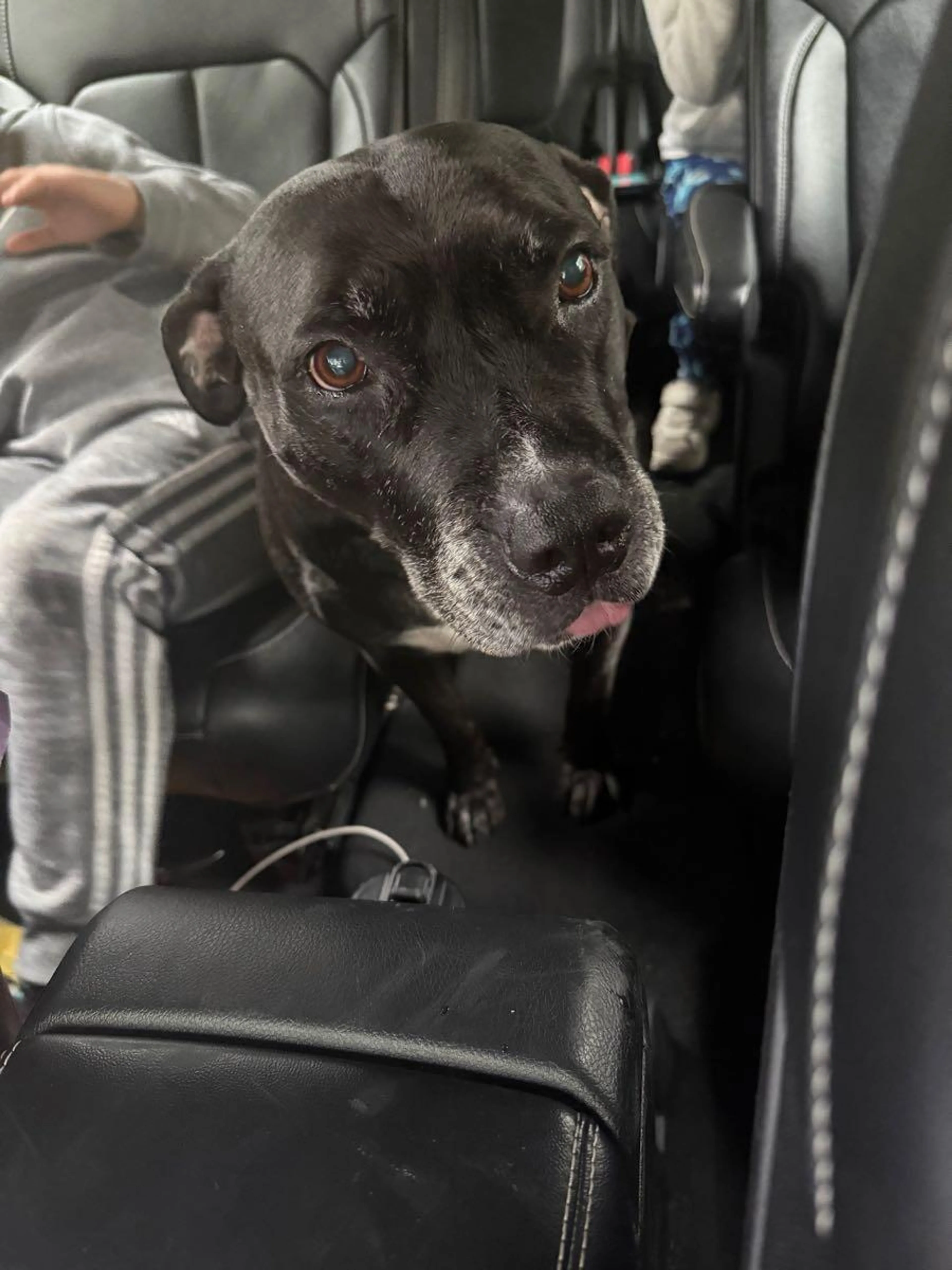 Found pet