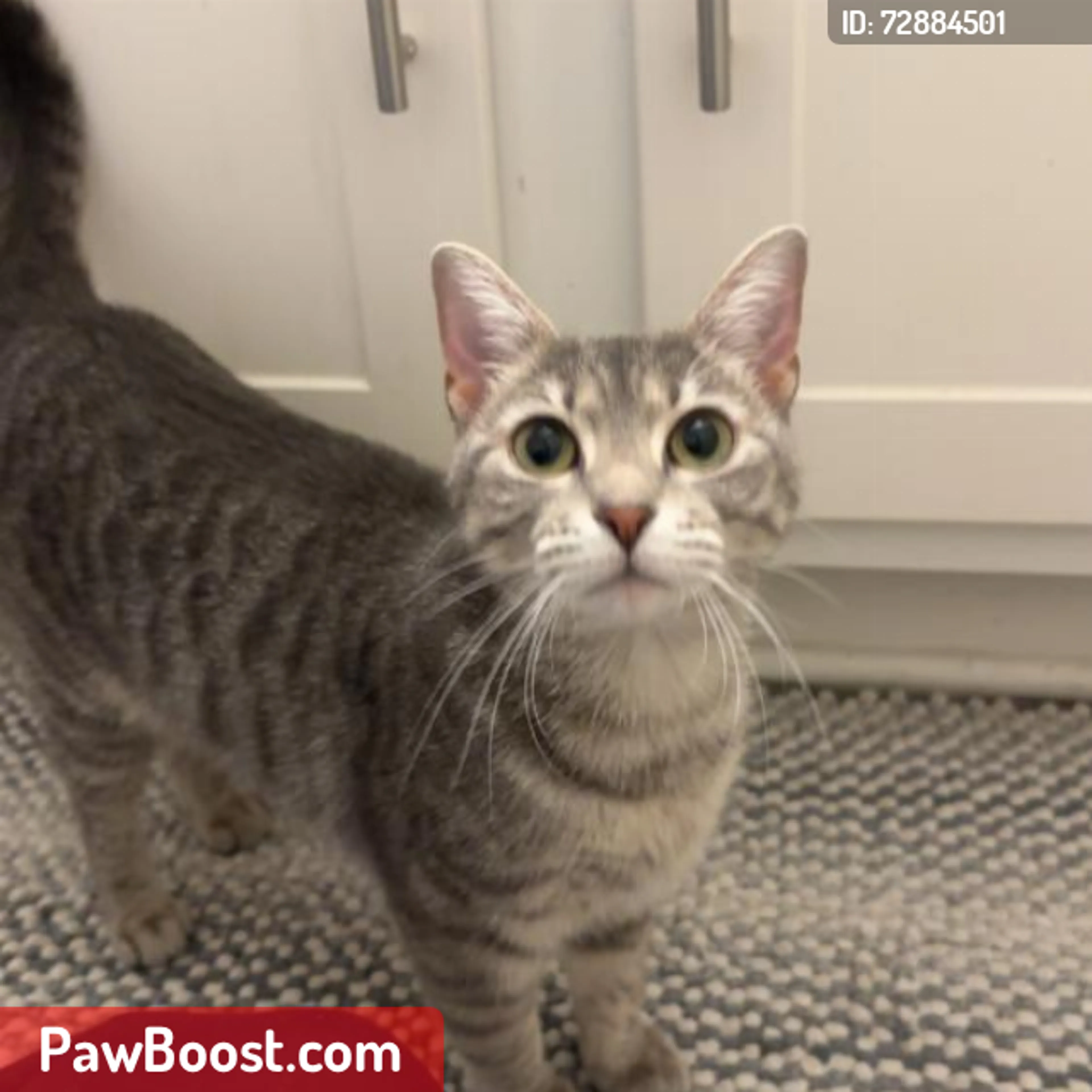 Lost pet