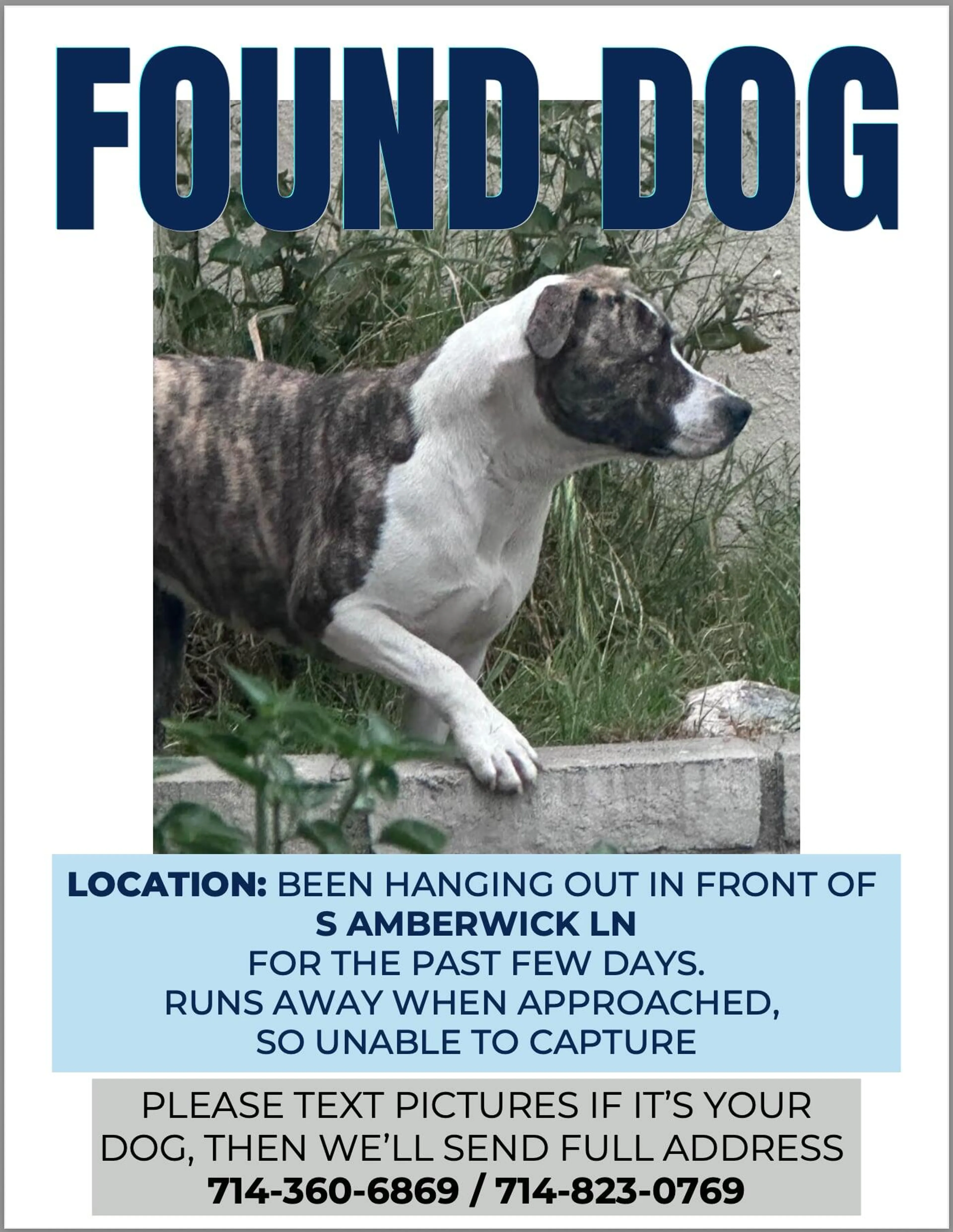 Found pet
