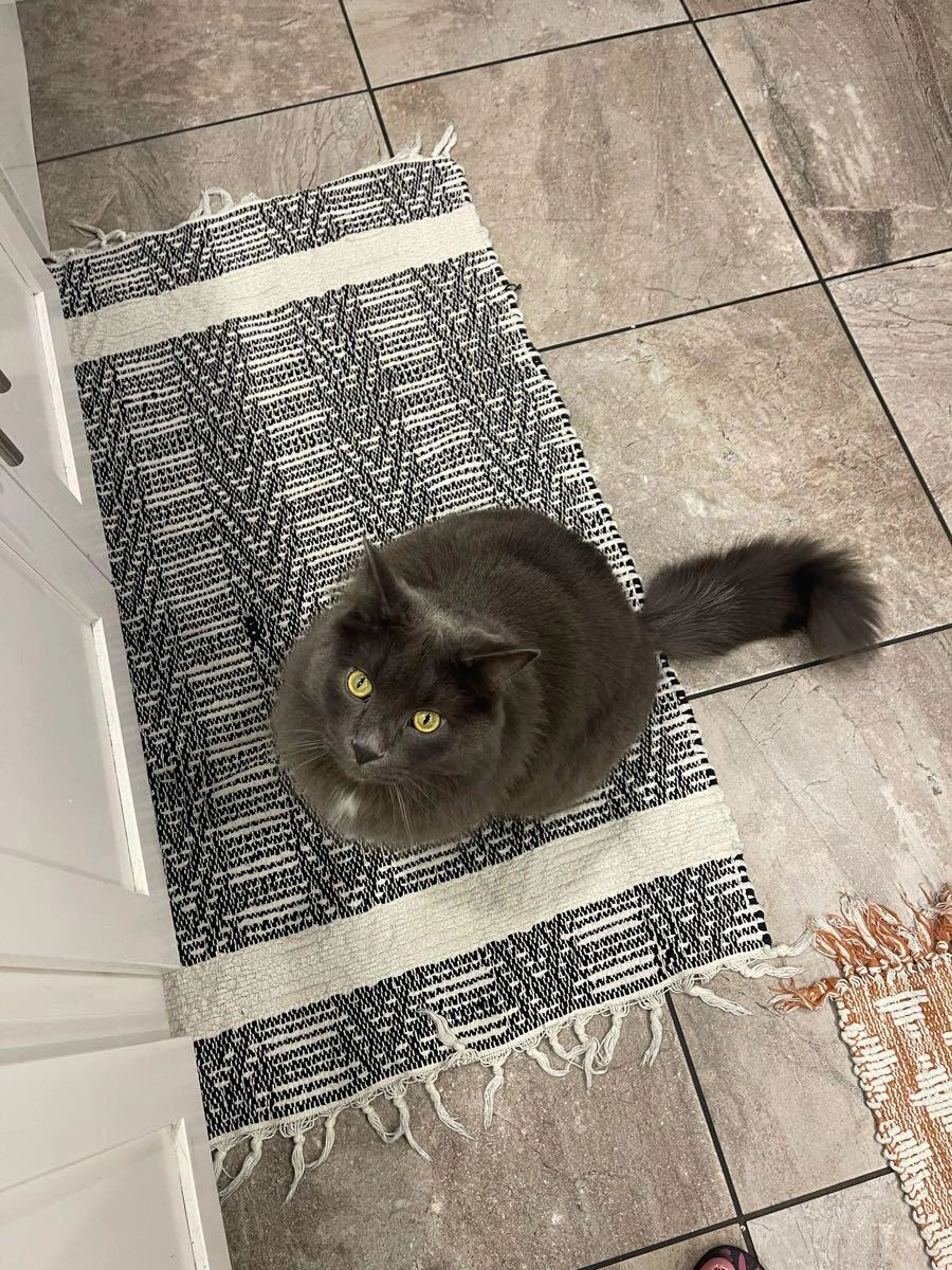 Lost pet