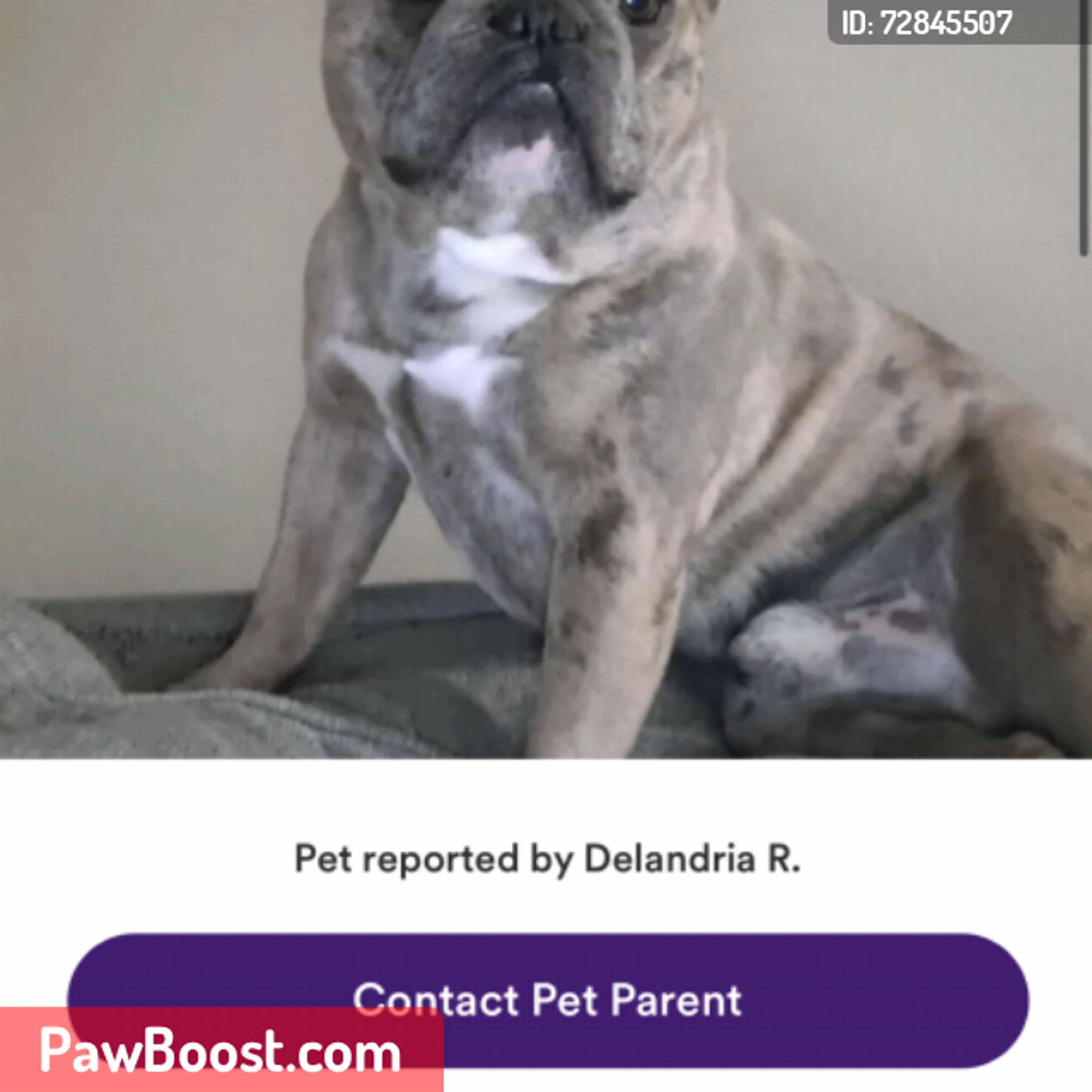 Lost pet