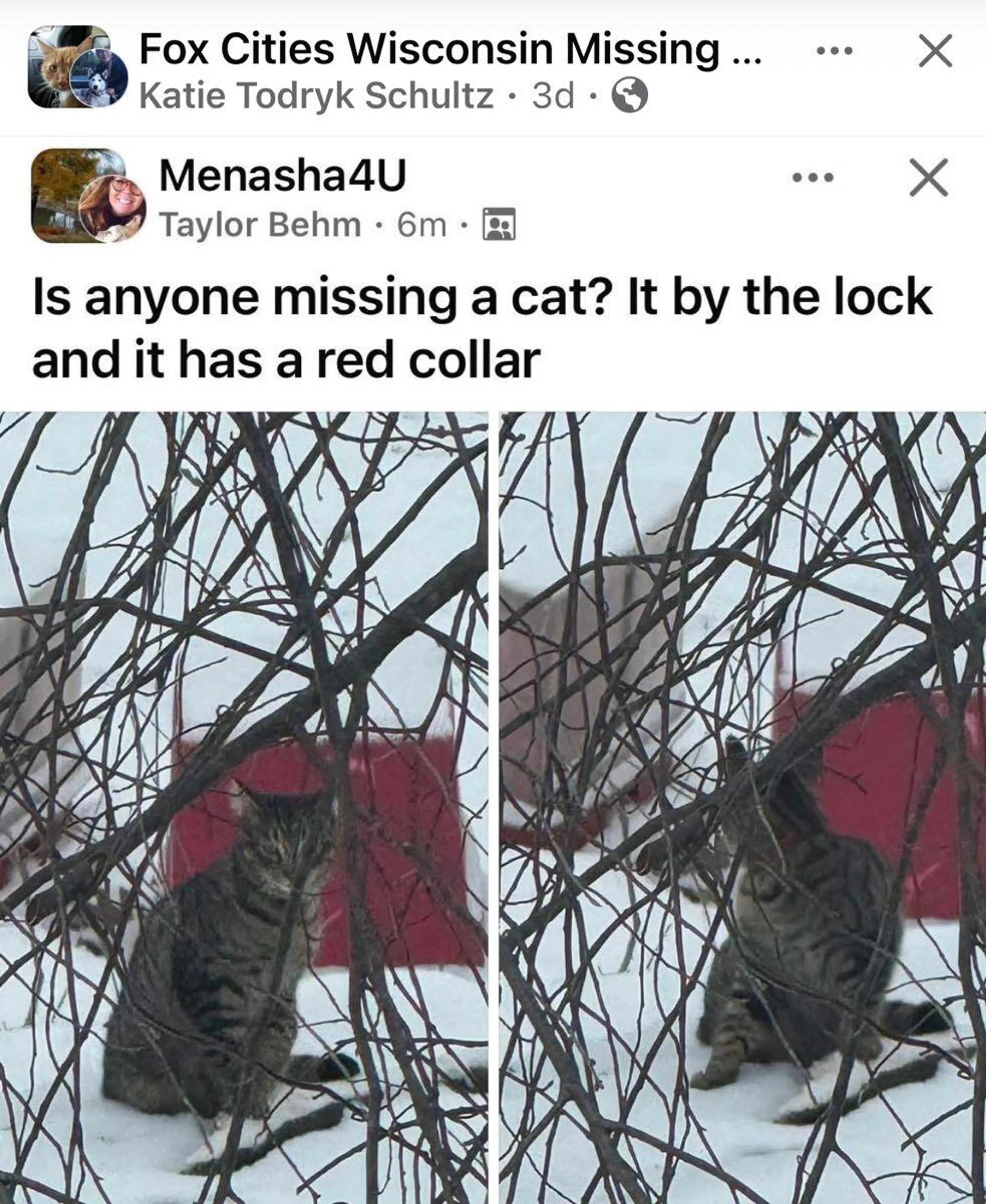 Found pet